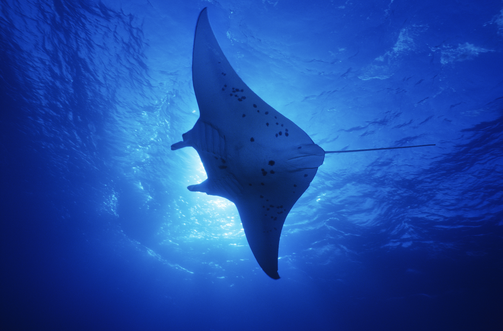 Ocean Magic Productions Manta Ray .png