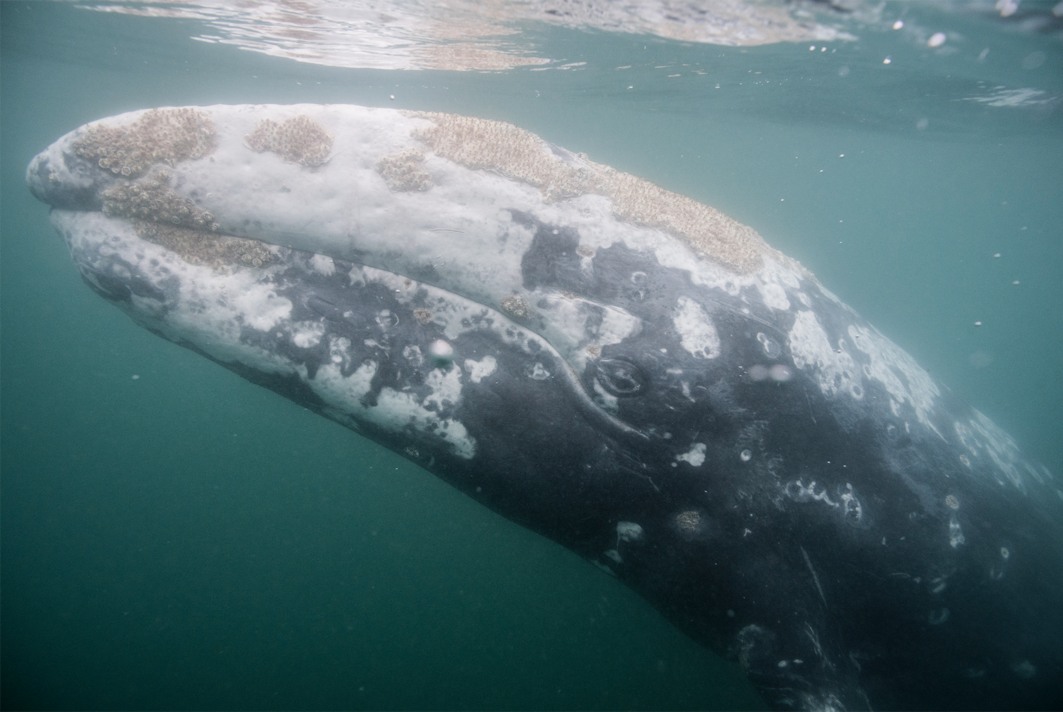 Gray Whale Ocean Magic Prodcution Baja.png
