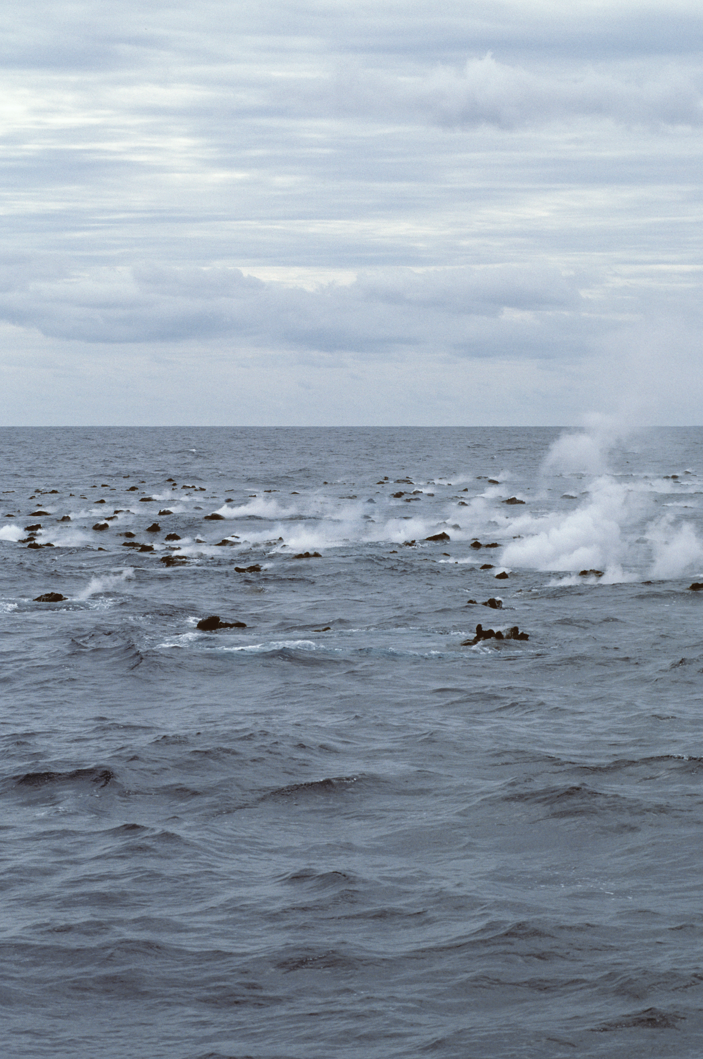 Ocean Magic Productions Grey Whales Socorro.png