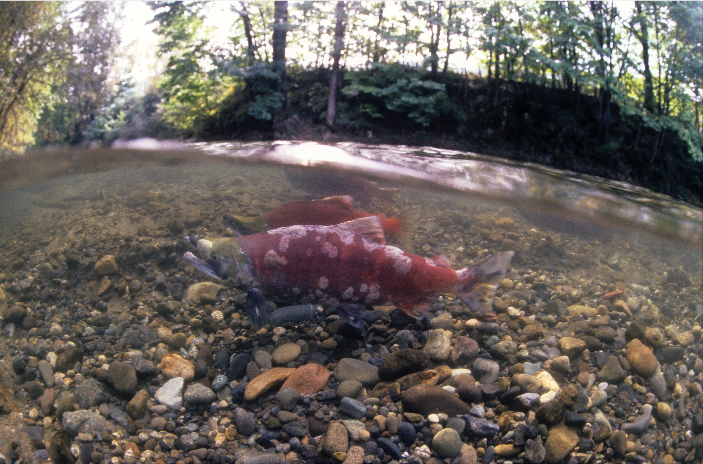 Ocean Magic Productions - Sockeye Salmon .png