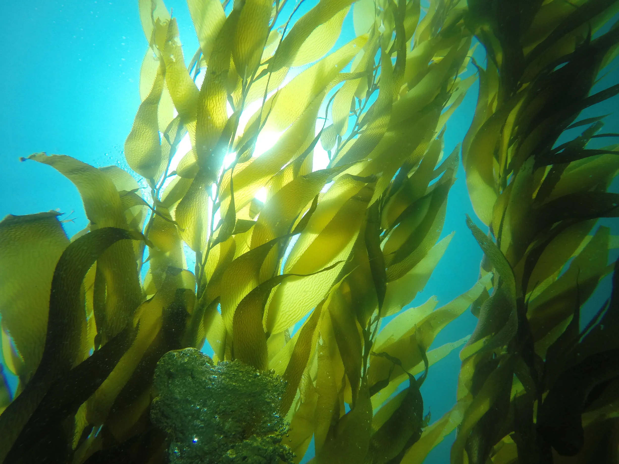 Genoa Kelp.jpg