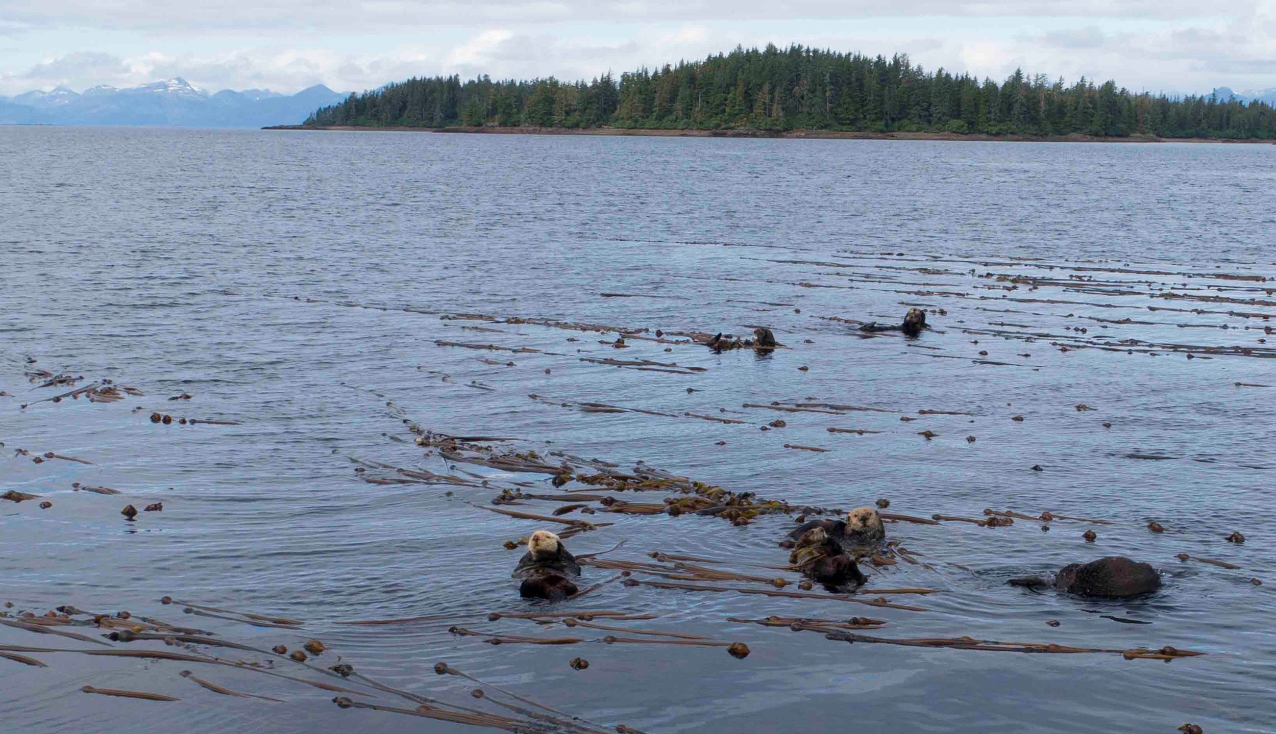 1b. crop sea otter nursery .jpg