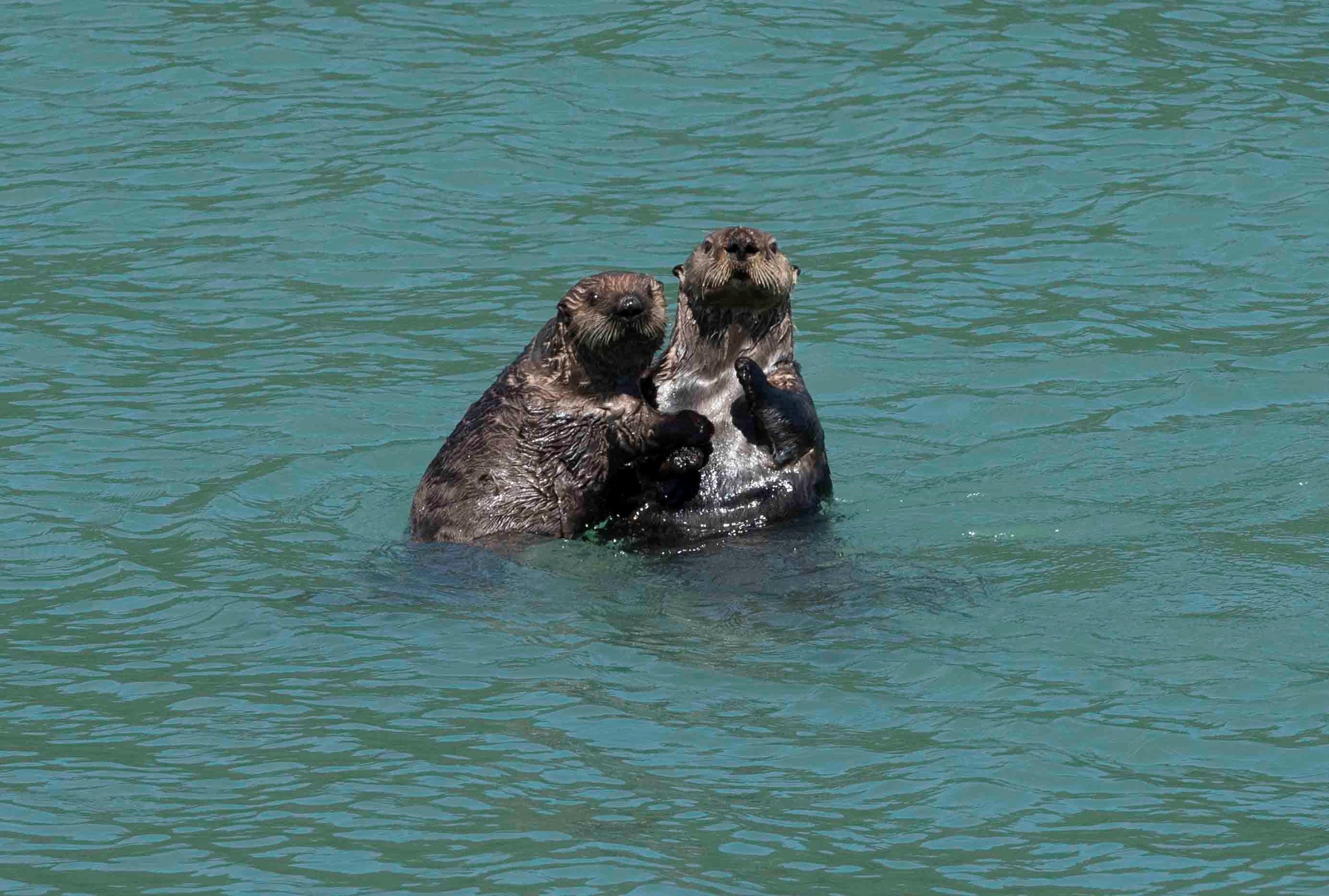 2. redo sea otters.jpg