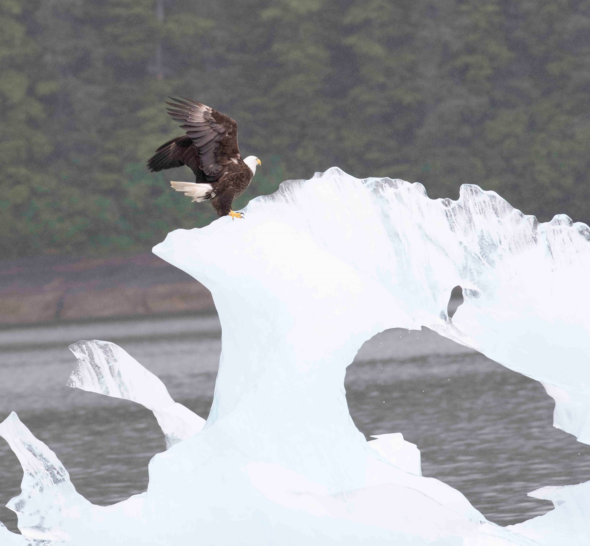 8b. Bald Eagle on Thin ice redo.jpg