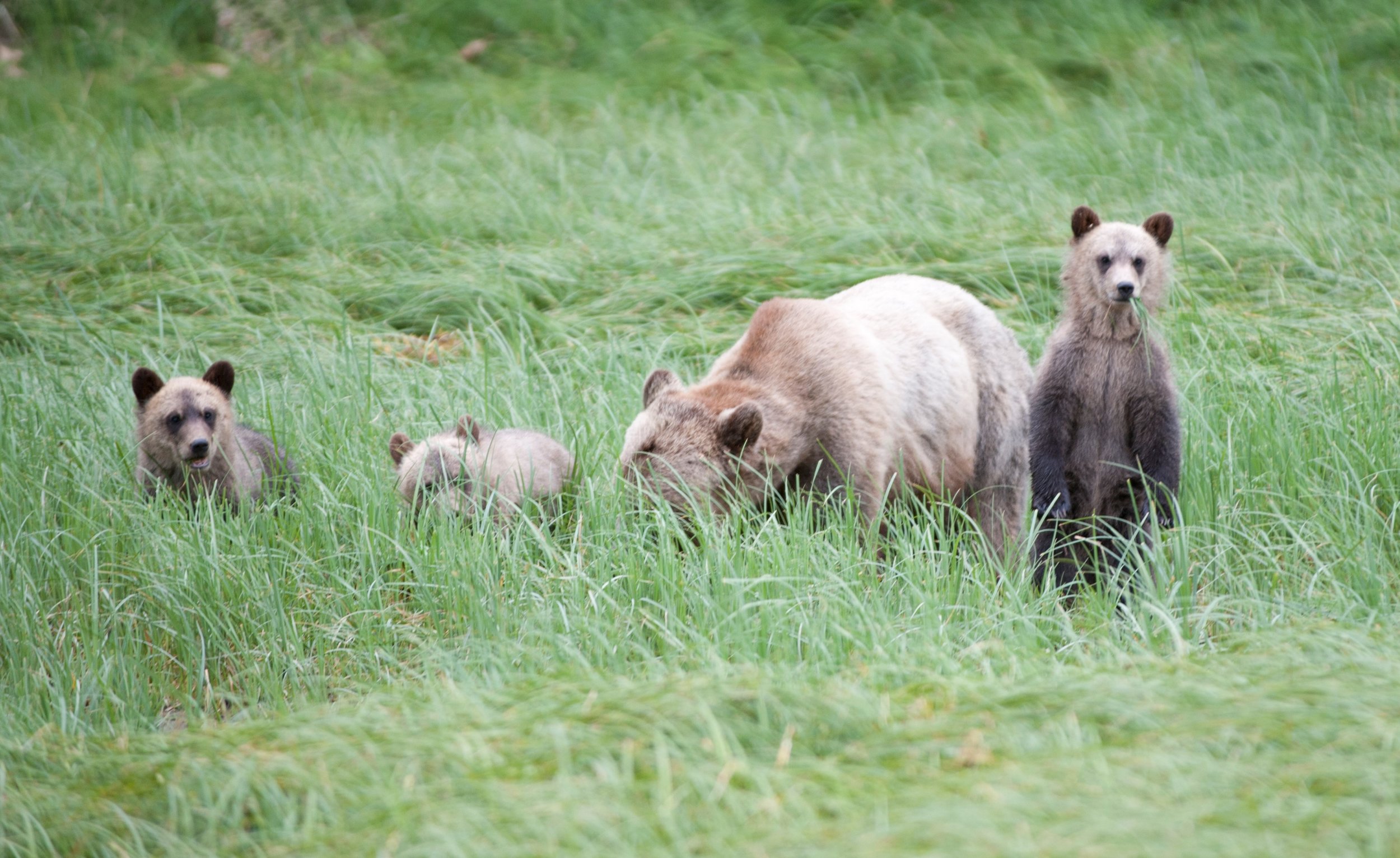 3. cropped brown bears.jpg