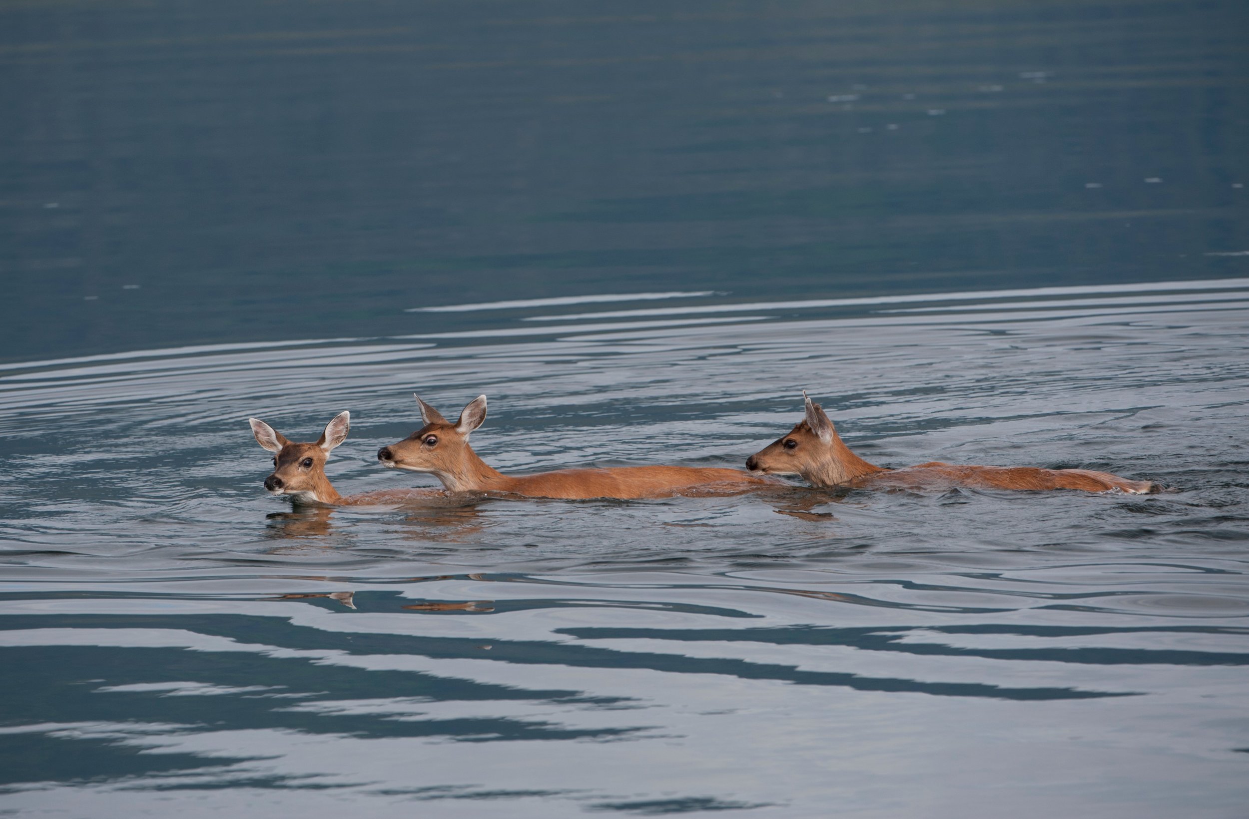 11. SITKA DEER-cropped.jpg