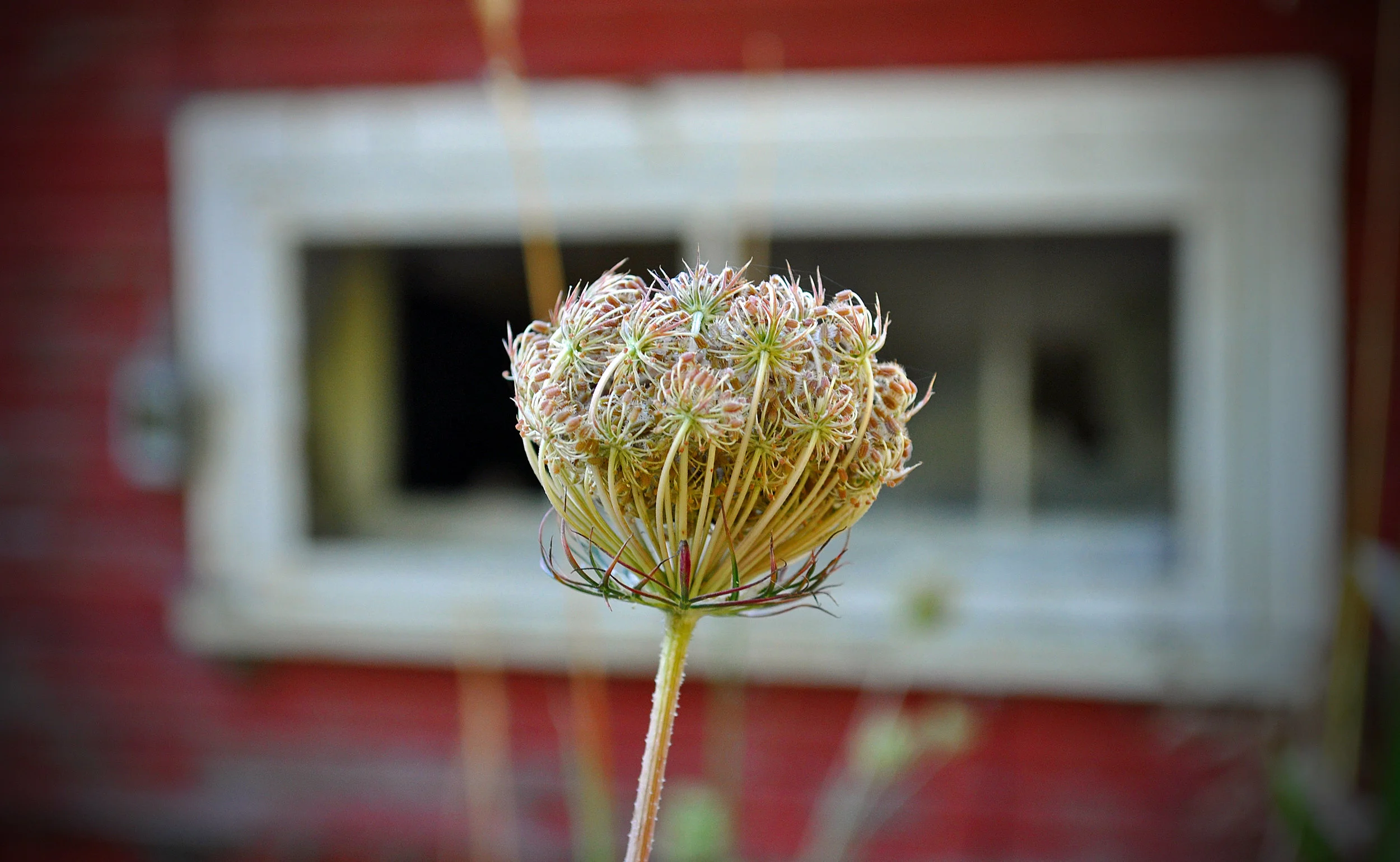 SL_010 Queen Anne's Lace
