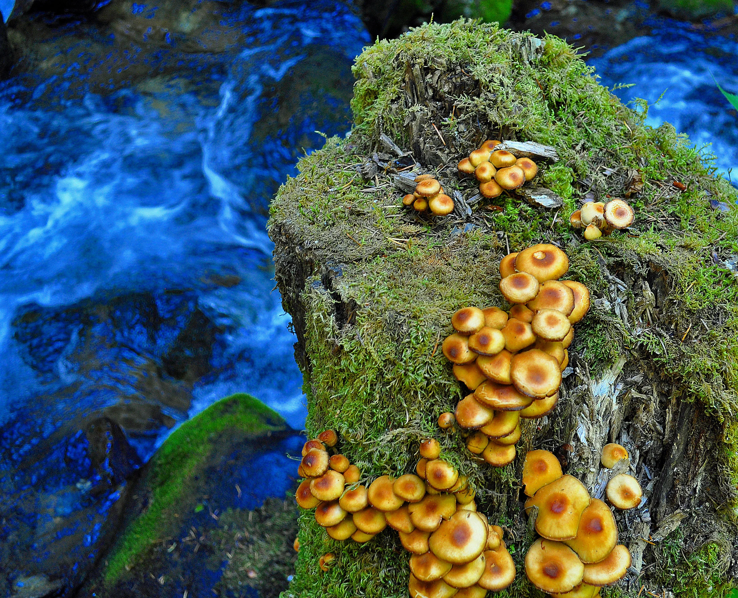 SL_011 Mushrooms