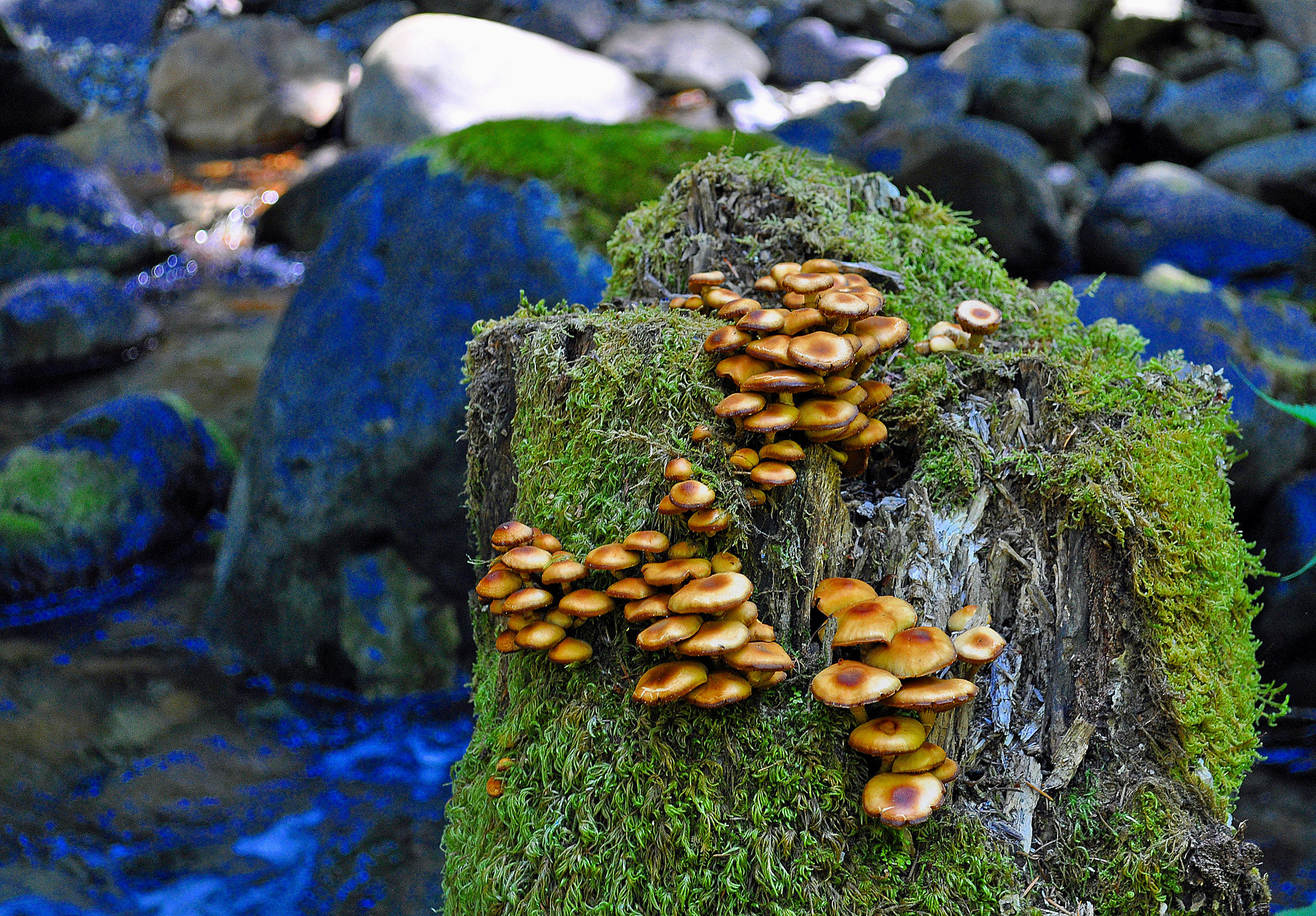 SL_012 Mushrooms