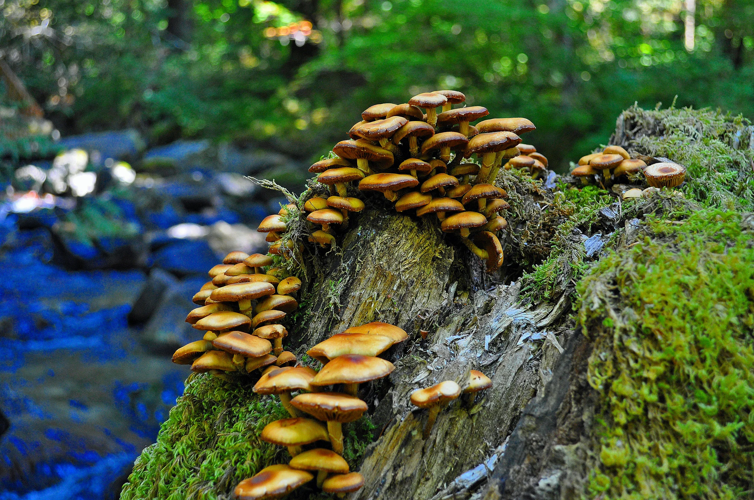 SL_013 Mushrooms