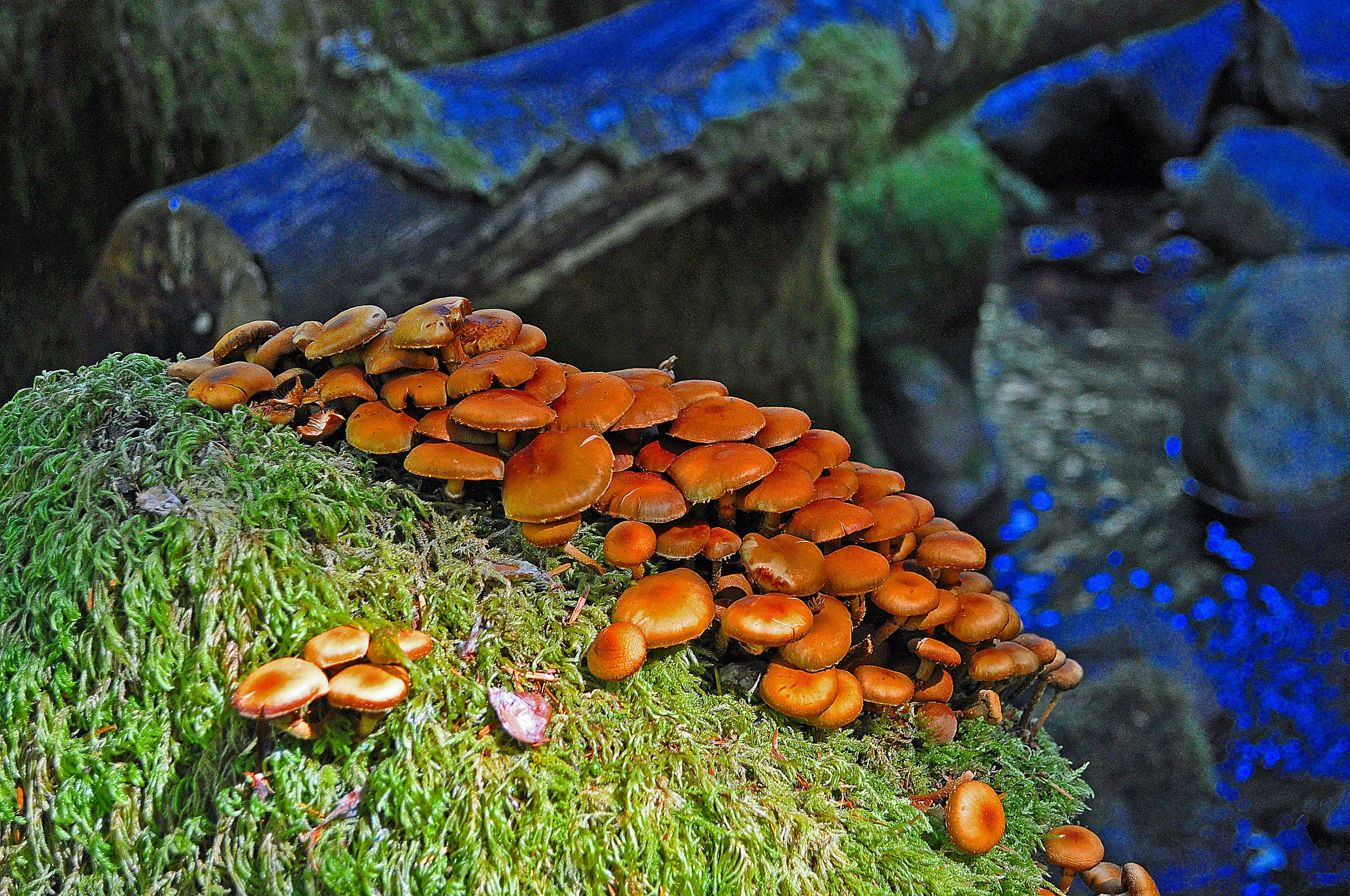SL_0014 Mushrooms