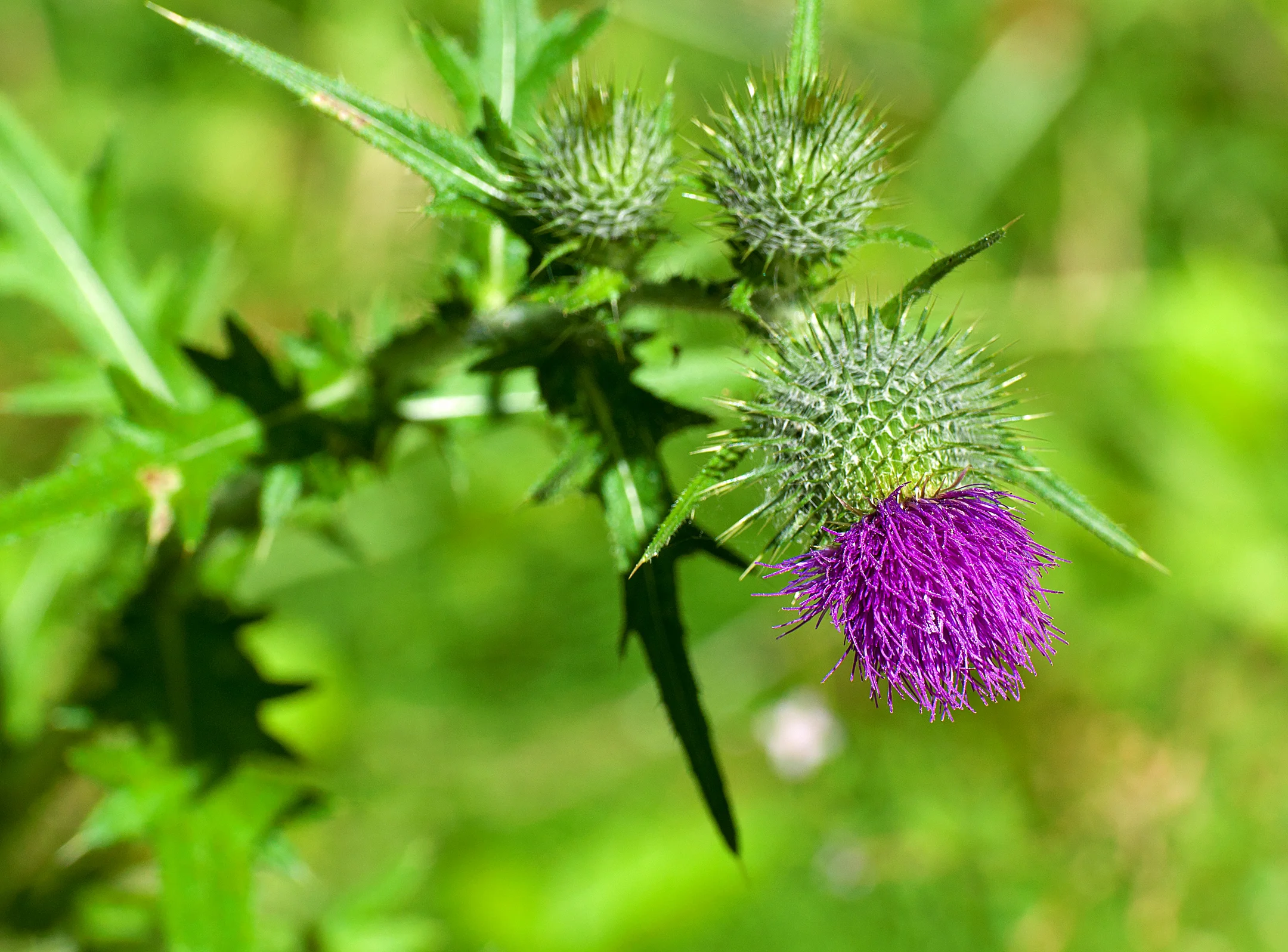 SL_015 Thistle