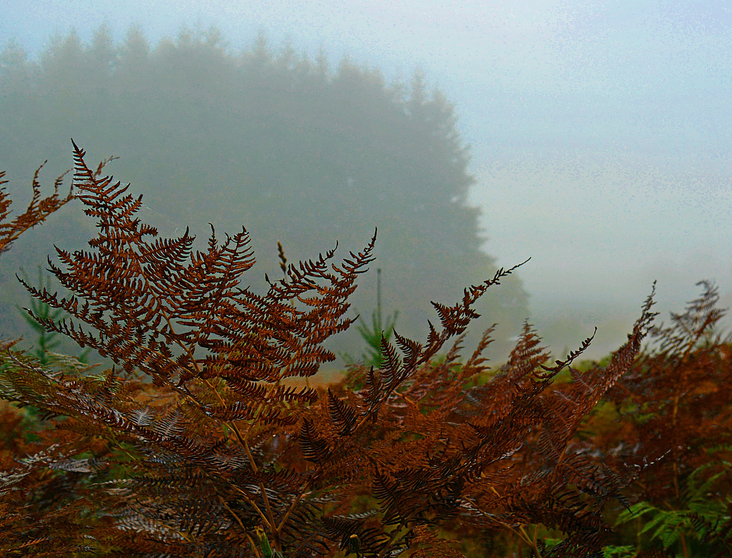 SL_016 Red Fern