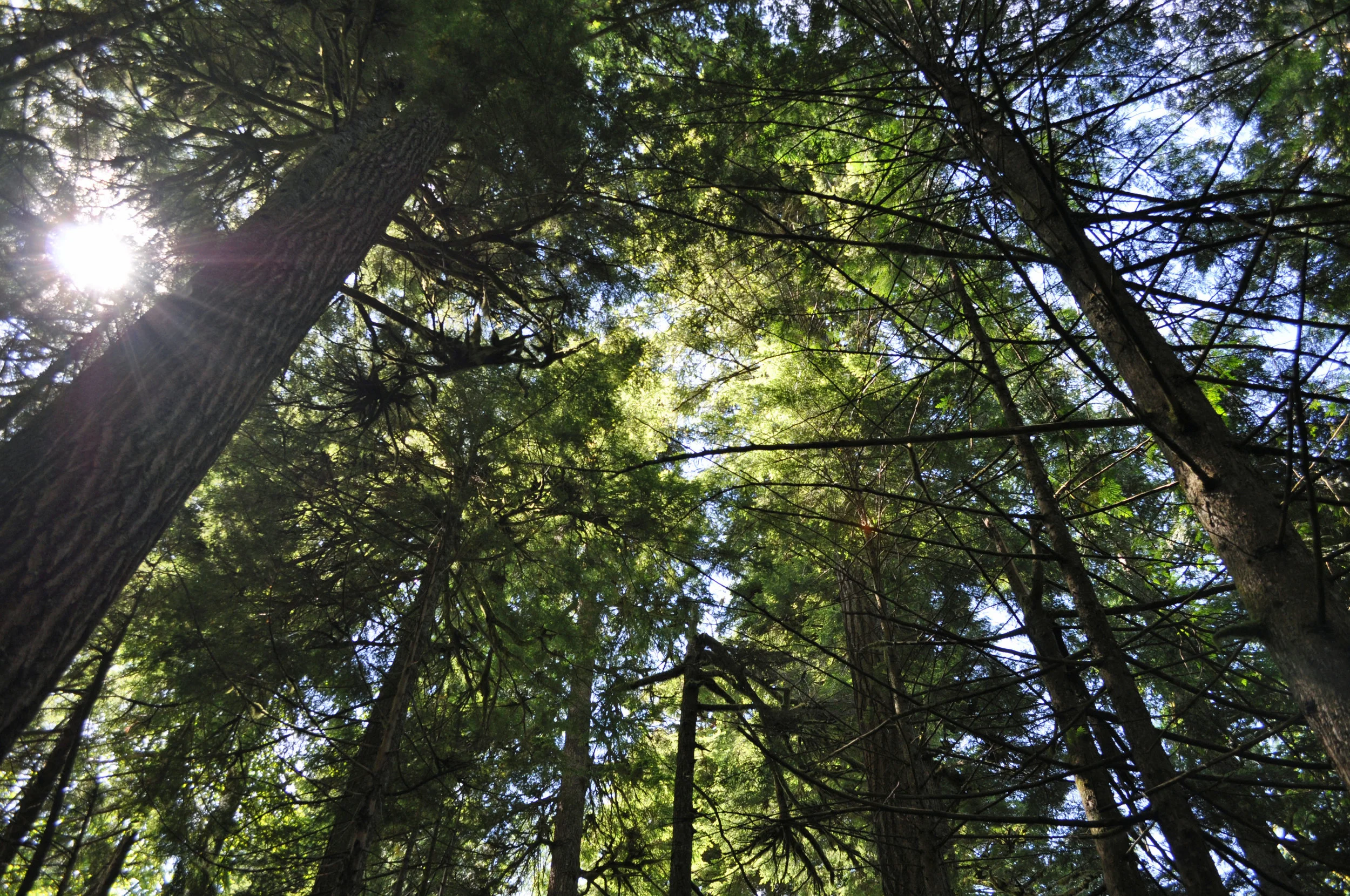 Woods.jpg