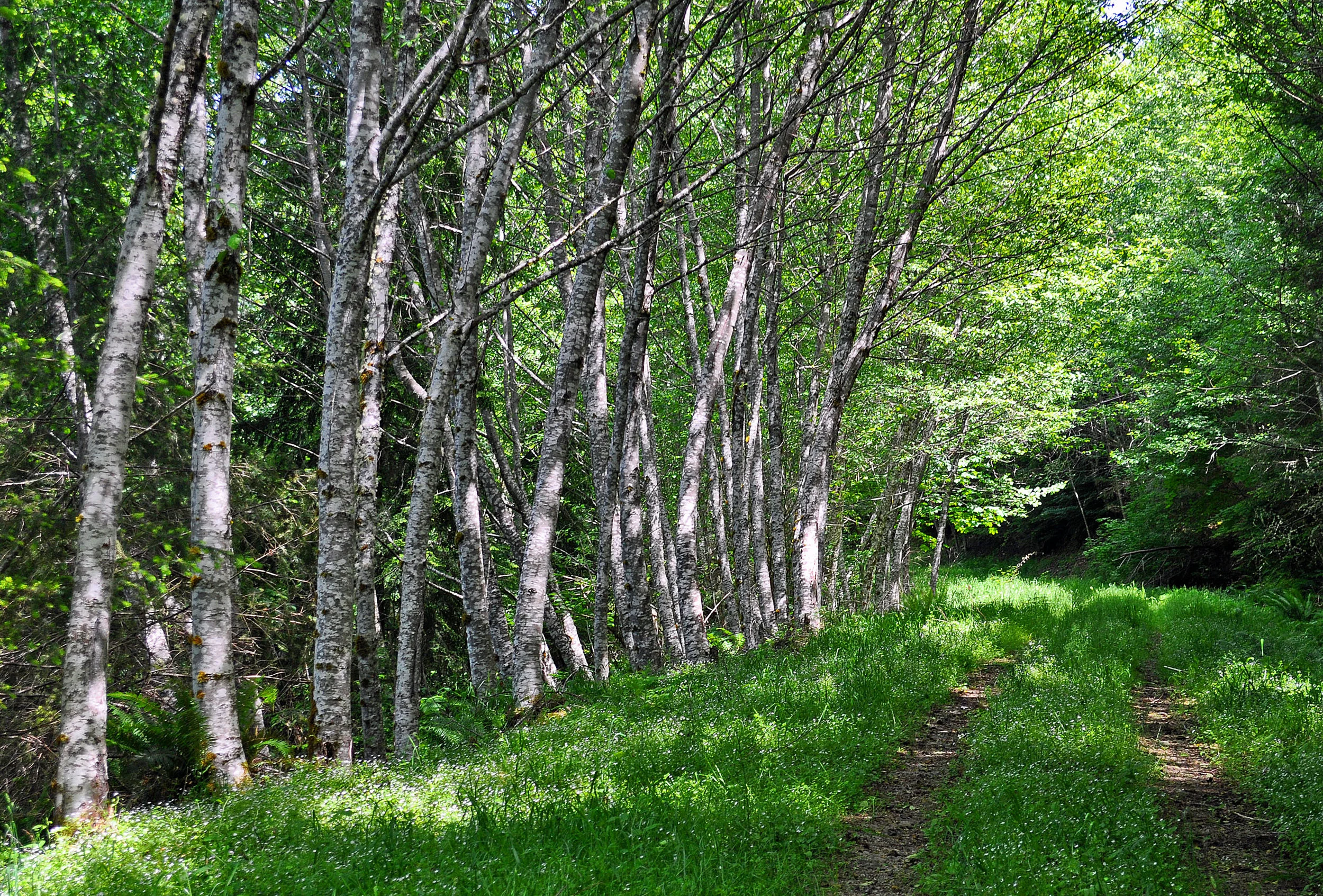 MIN035 Alders.jpg