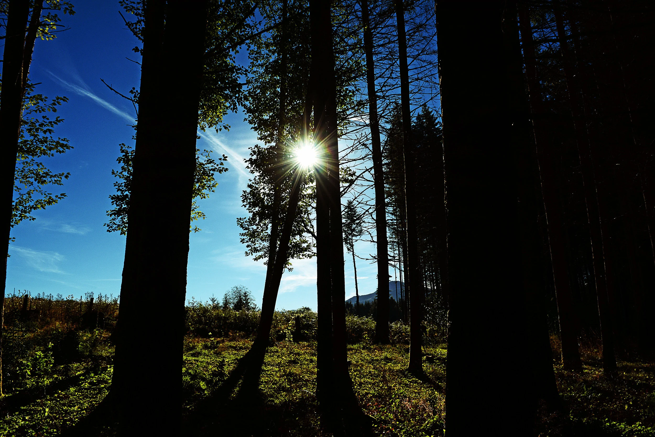 MIN047 Homestead tree HC.jpg