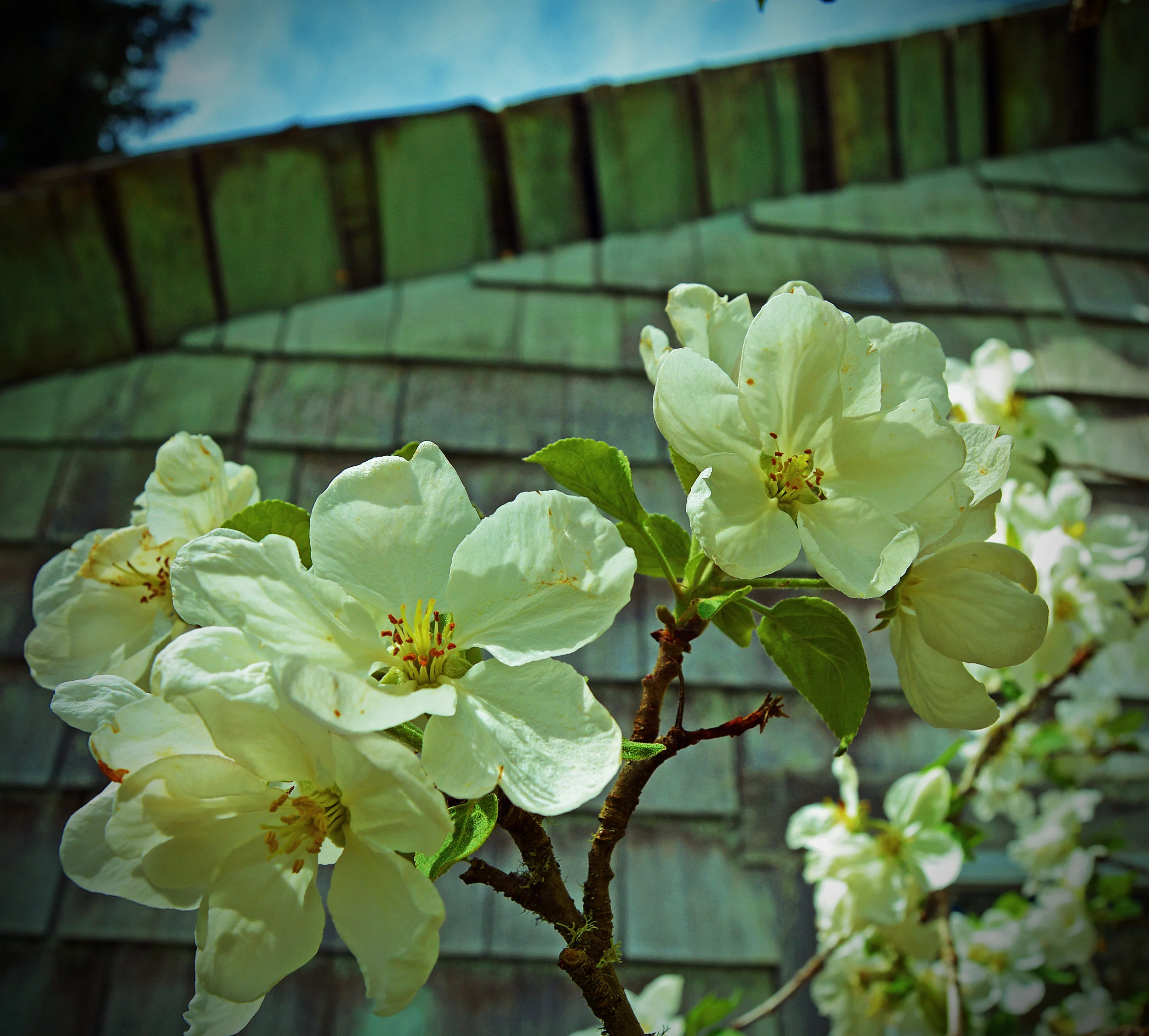 FL002 Apple Blossom Lomo.jpg