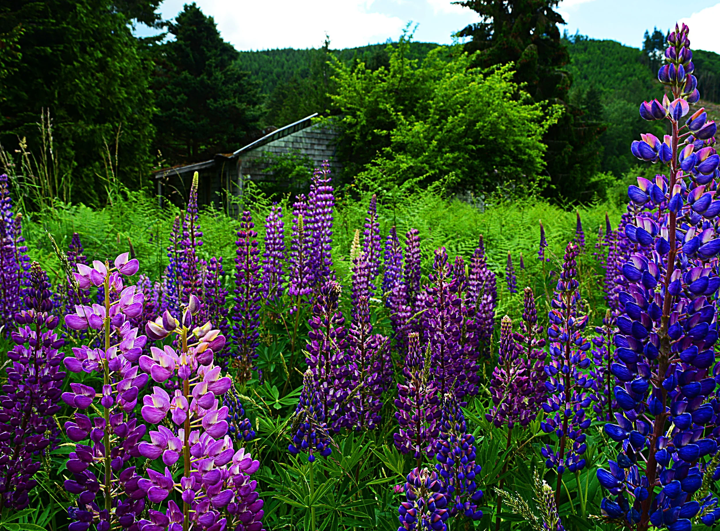 FL028 Lupine.jpg