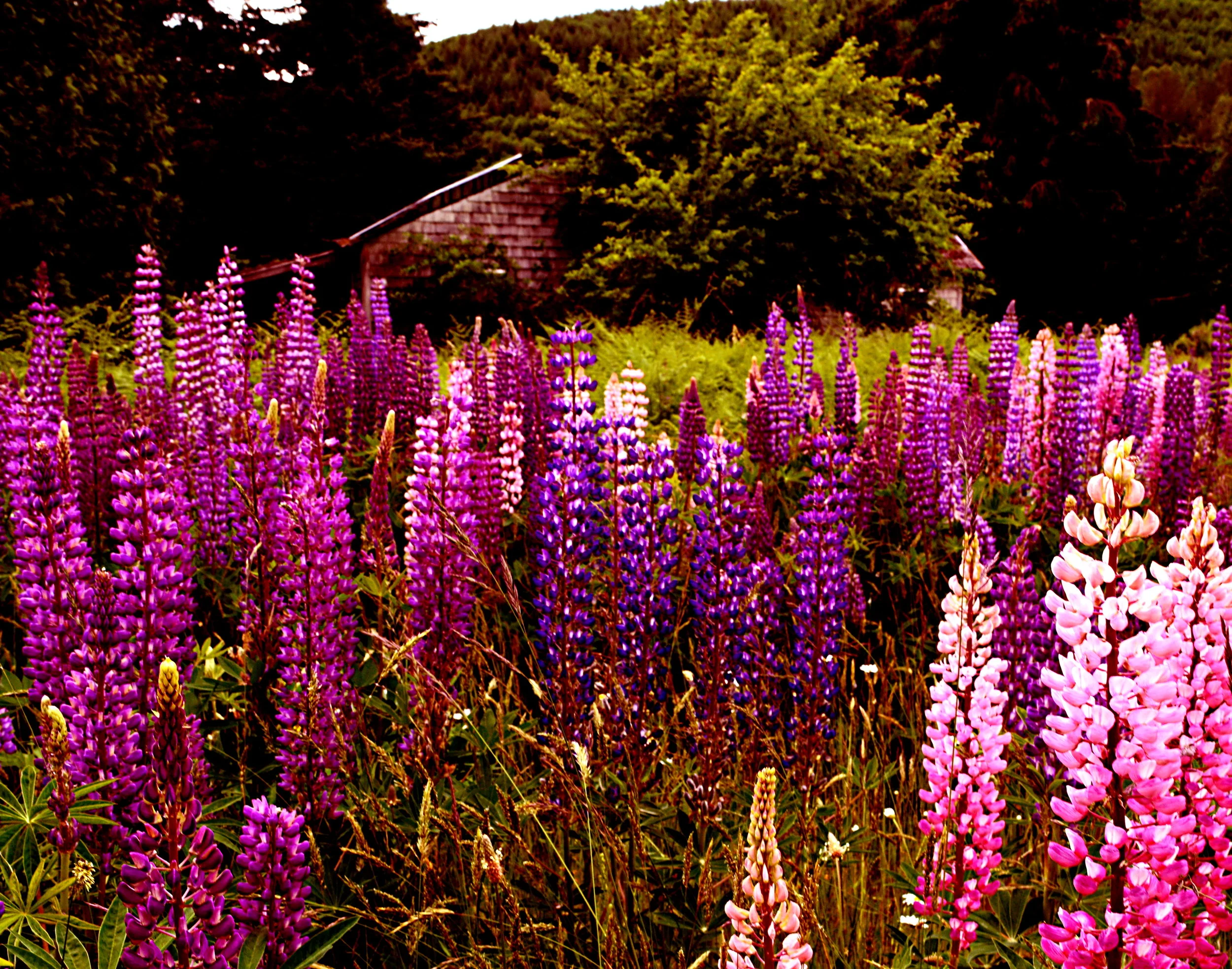 FL032 Lupine.jpg
