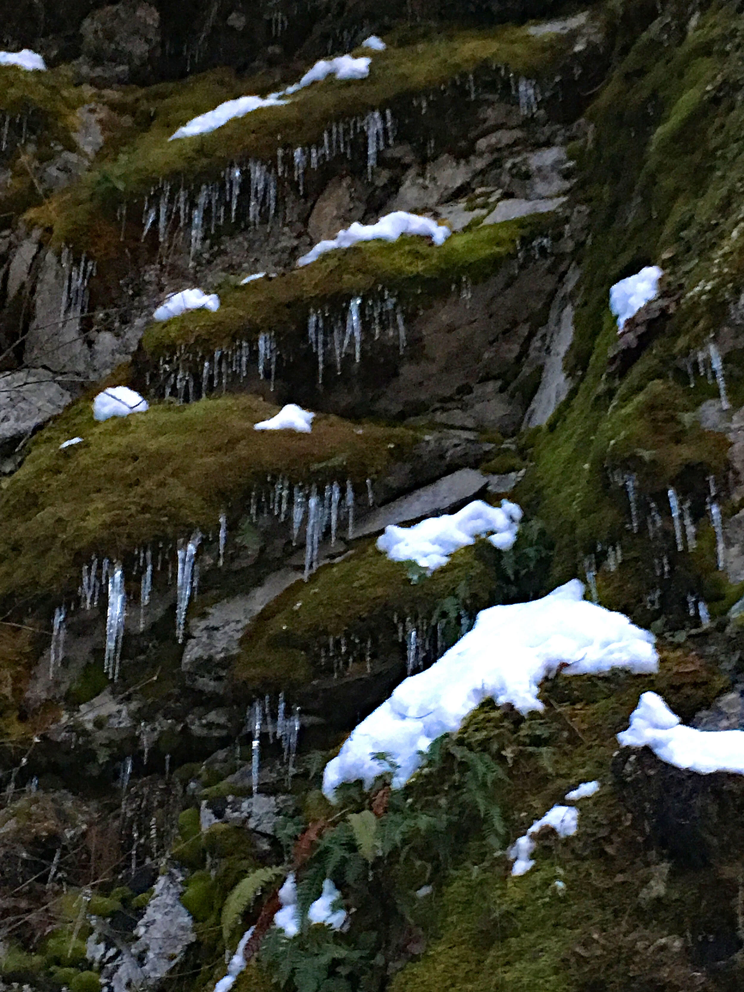 SL_019 Icicles on the Moss