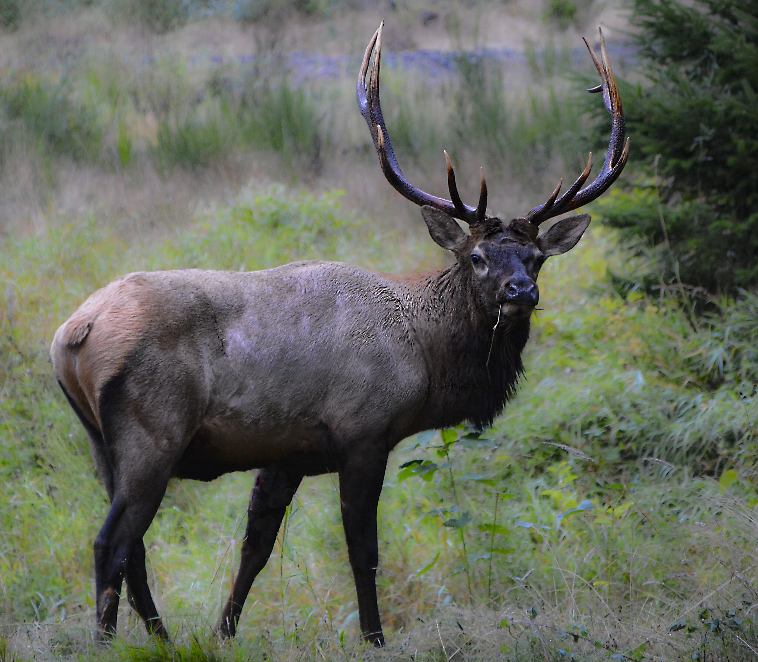 Elk Bull Taking a Break