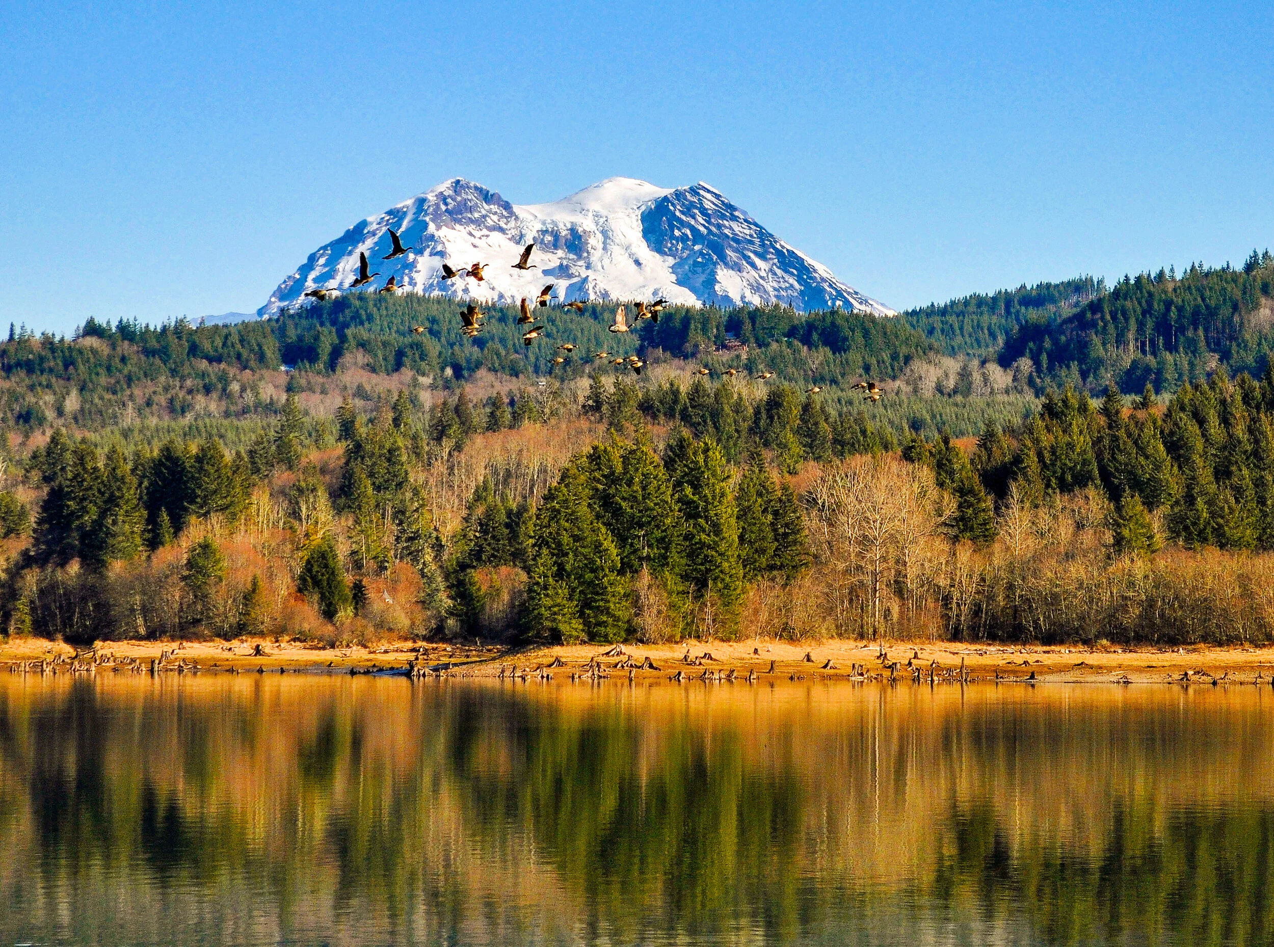 MR134 Alder Lake Geese.jpg