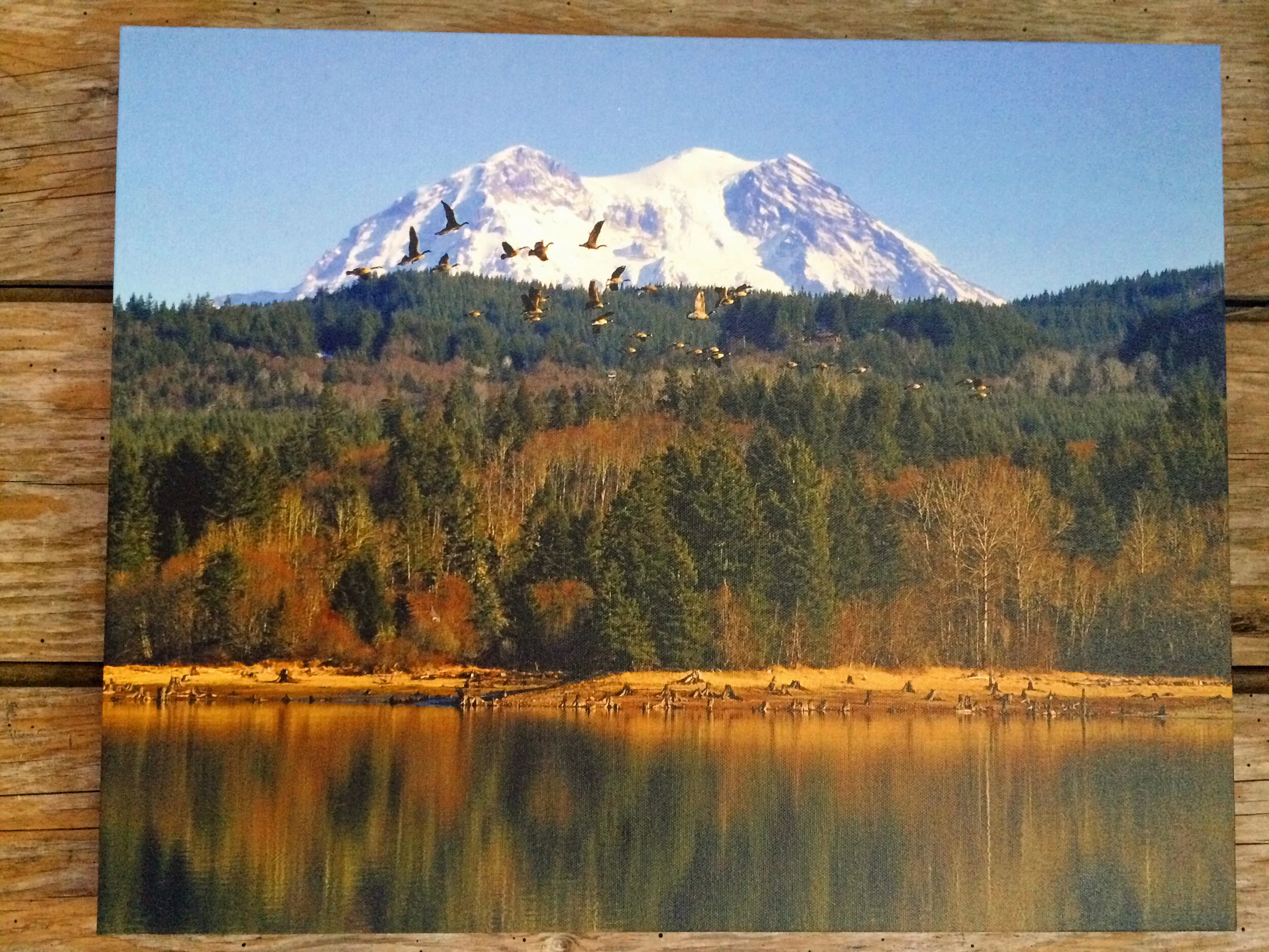 Alder Lake Geese.jpg