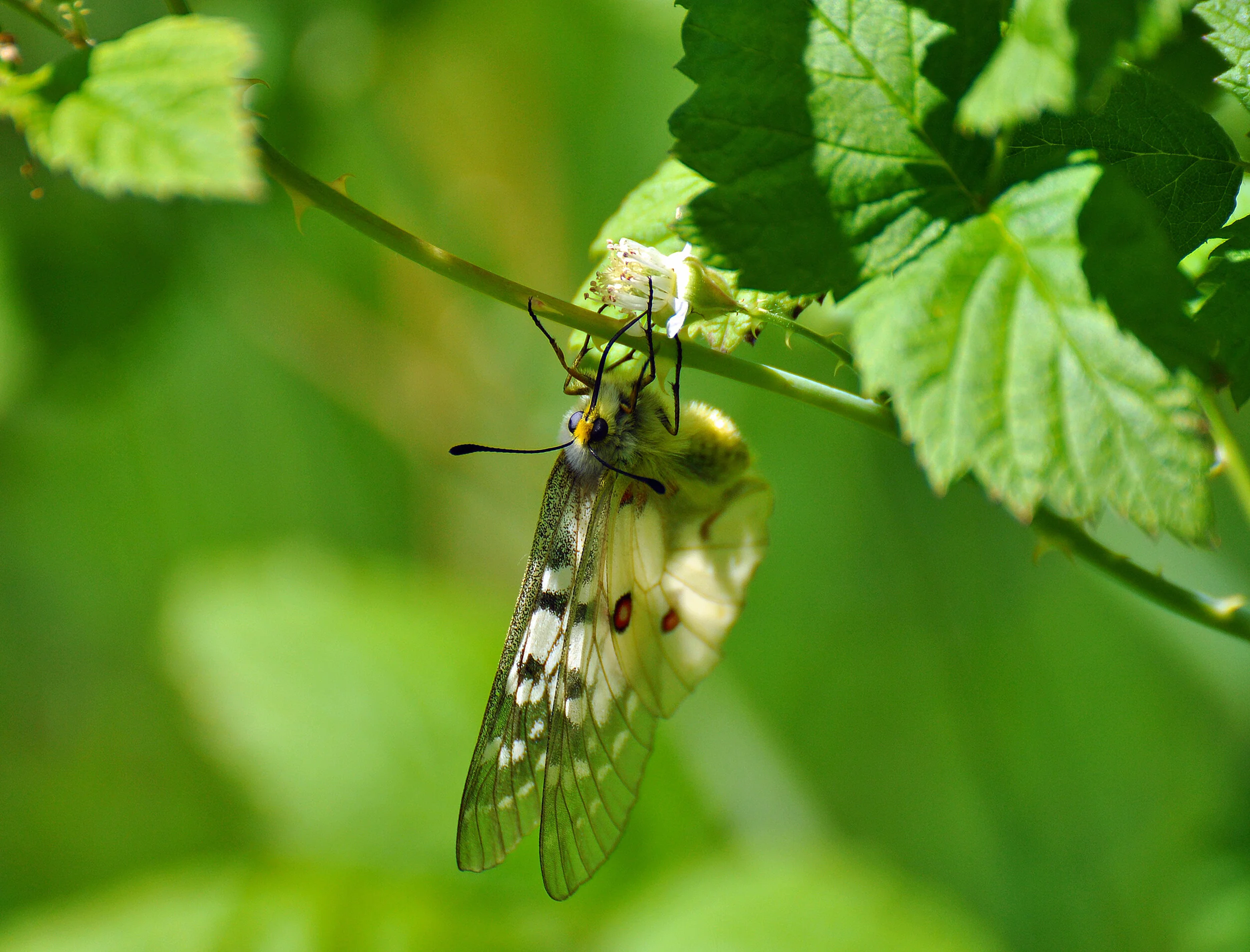 AN005 Butterfly.jpg
