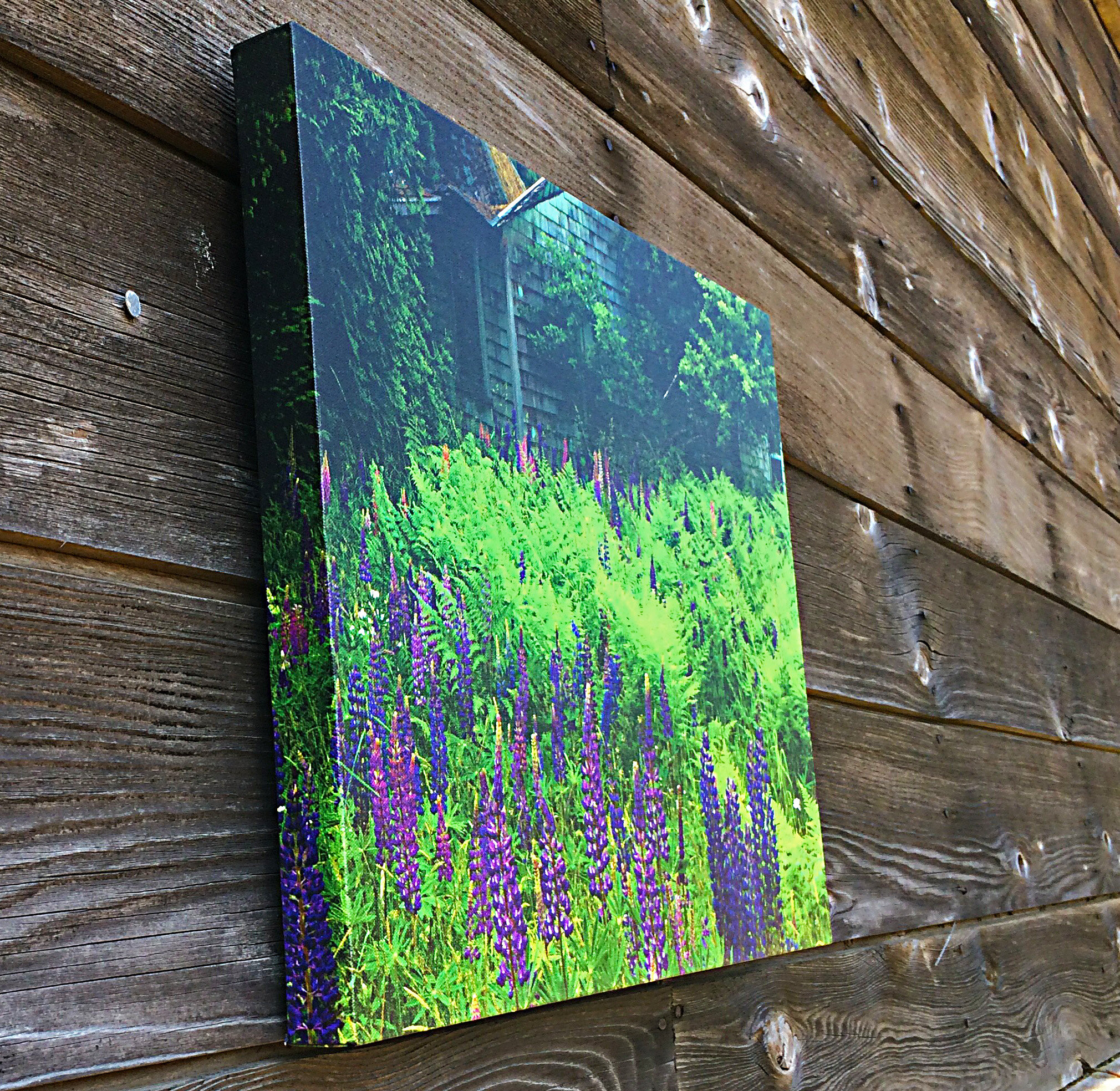houseandlupine2.jpg