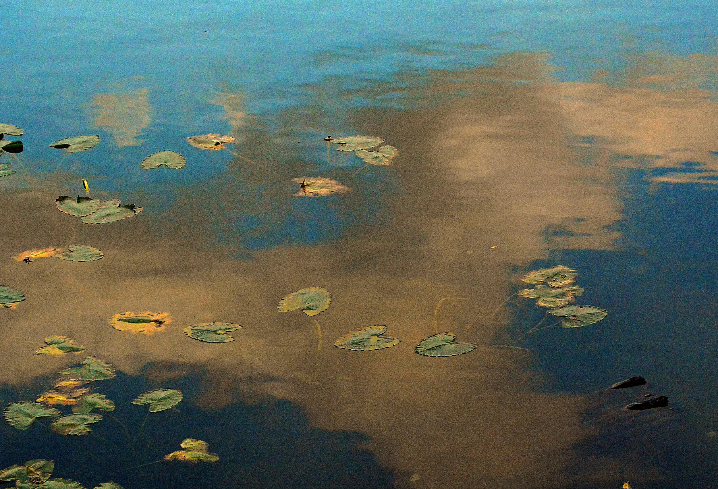 WAS047 Lilypads.jpg