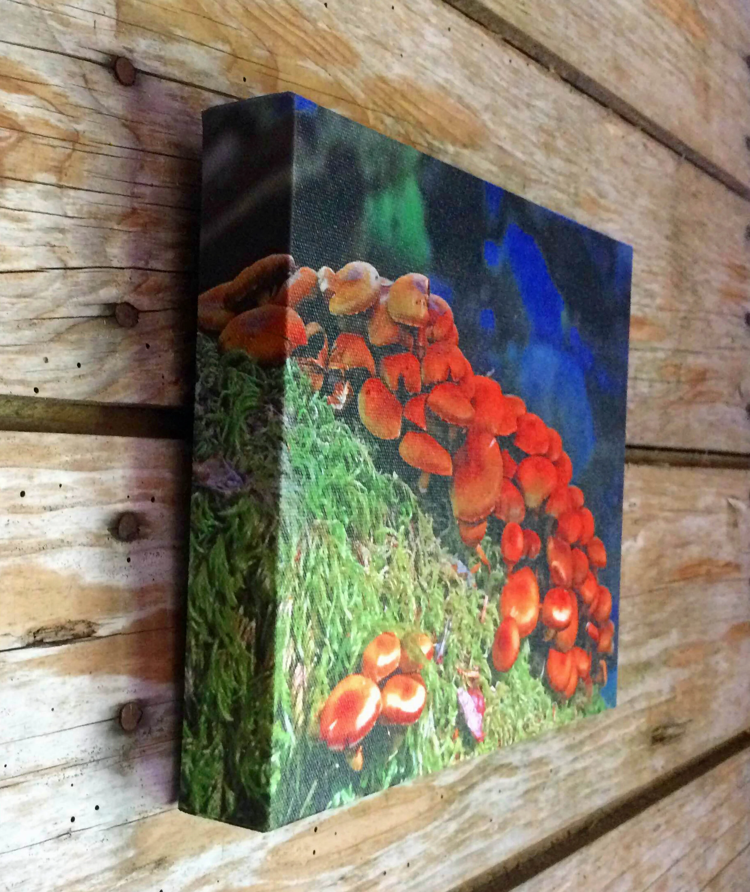 Mushrooms2.jpg