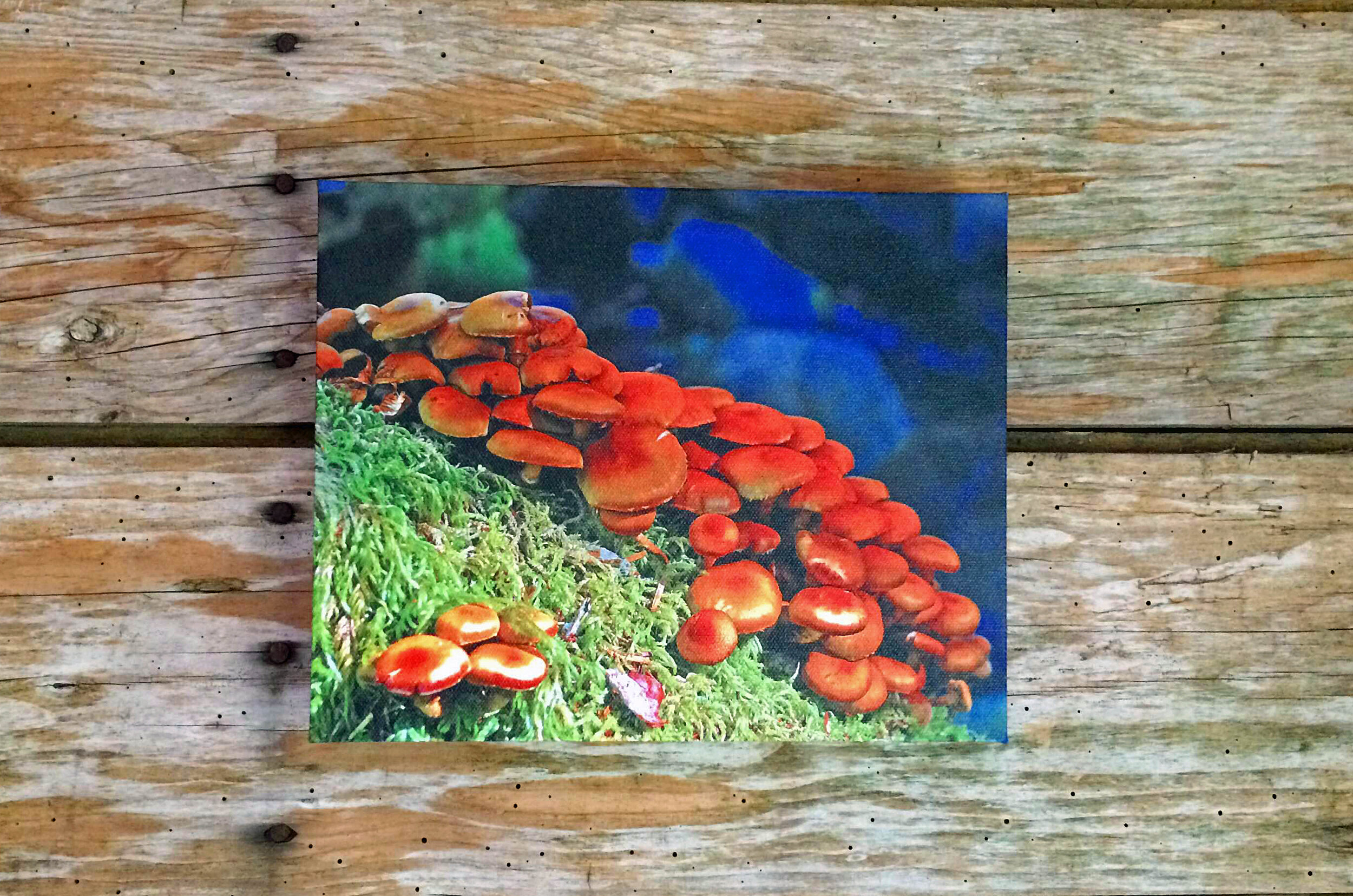 Mushrooms.jpg