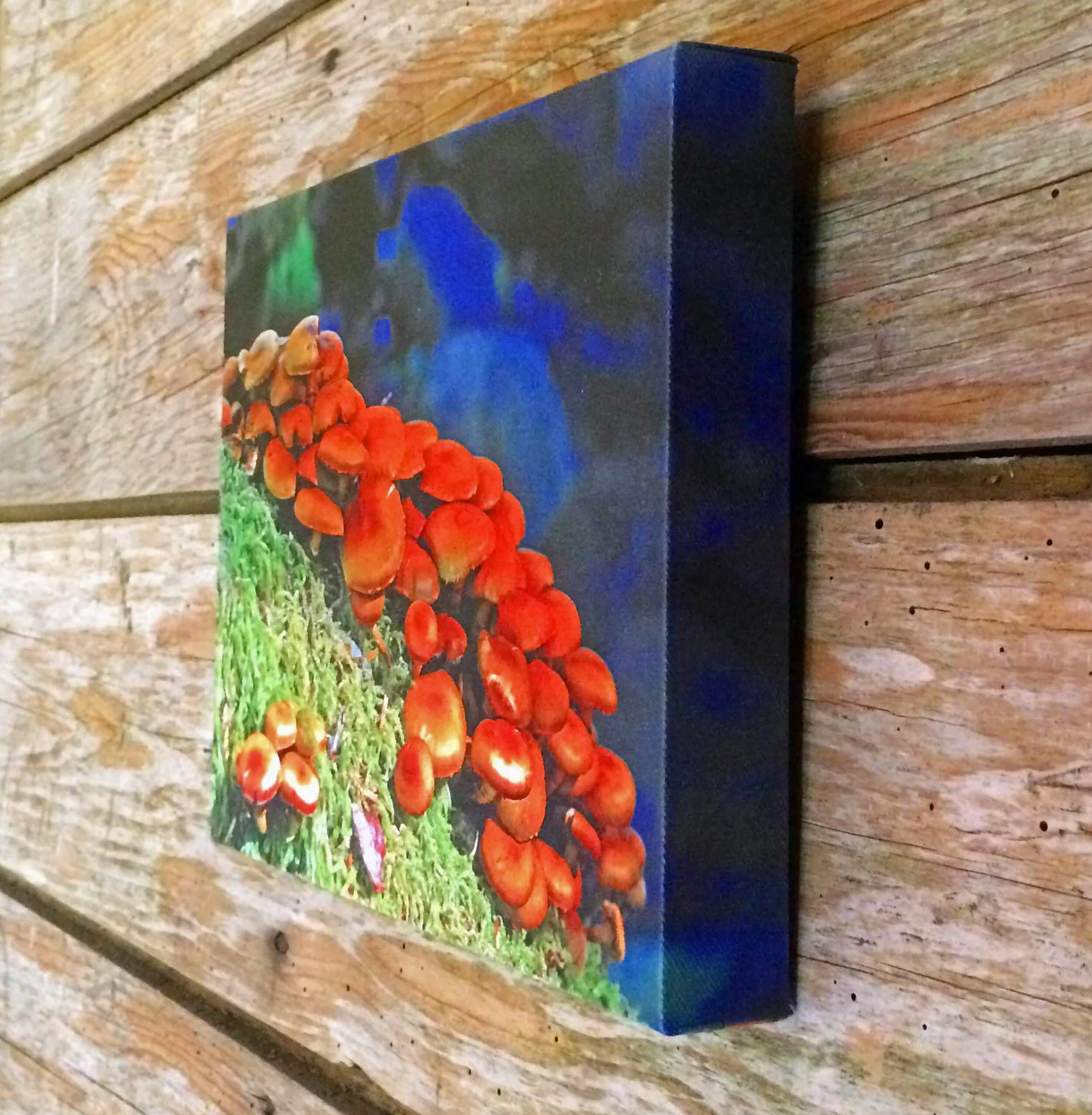 Mushrooms3.jpg