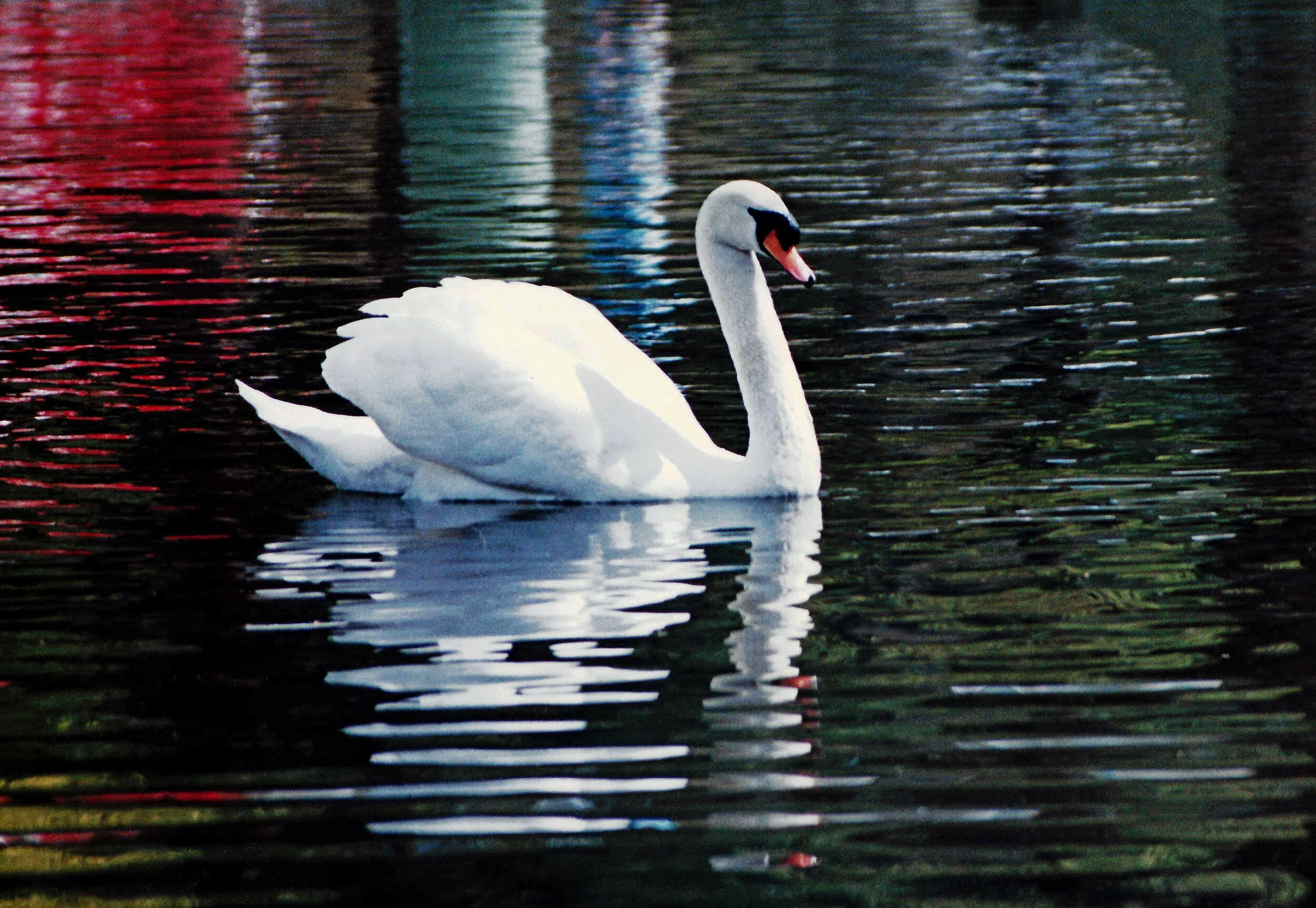AN028 Swan.jpg