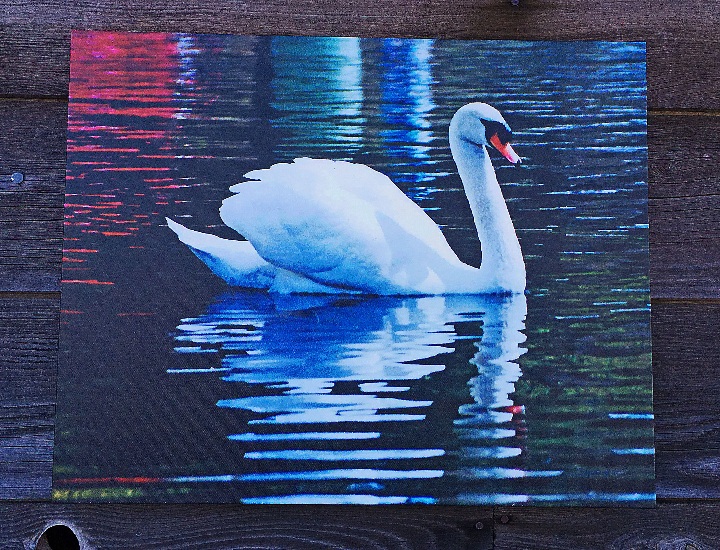 swan.jpg