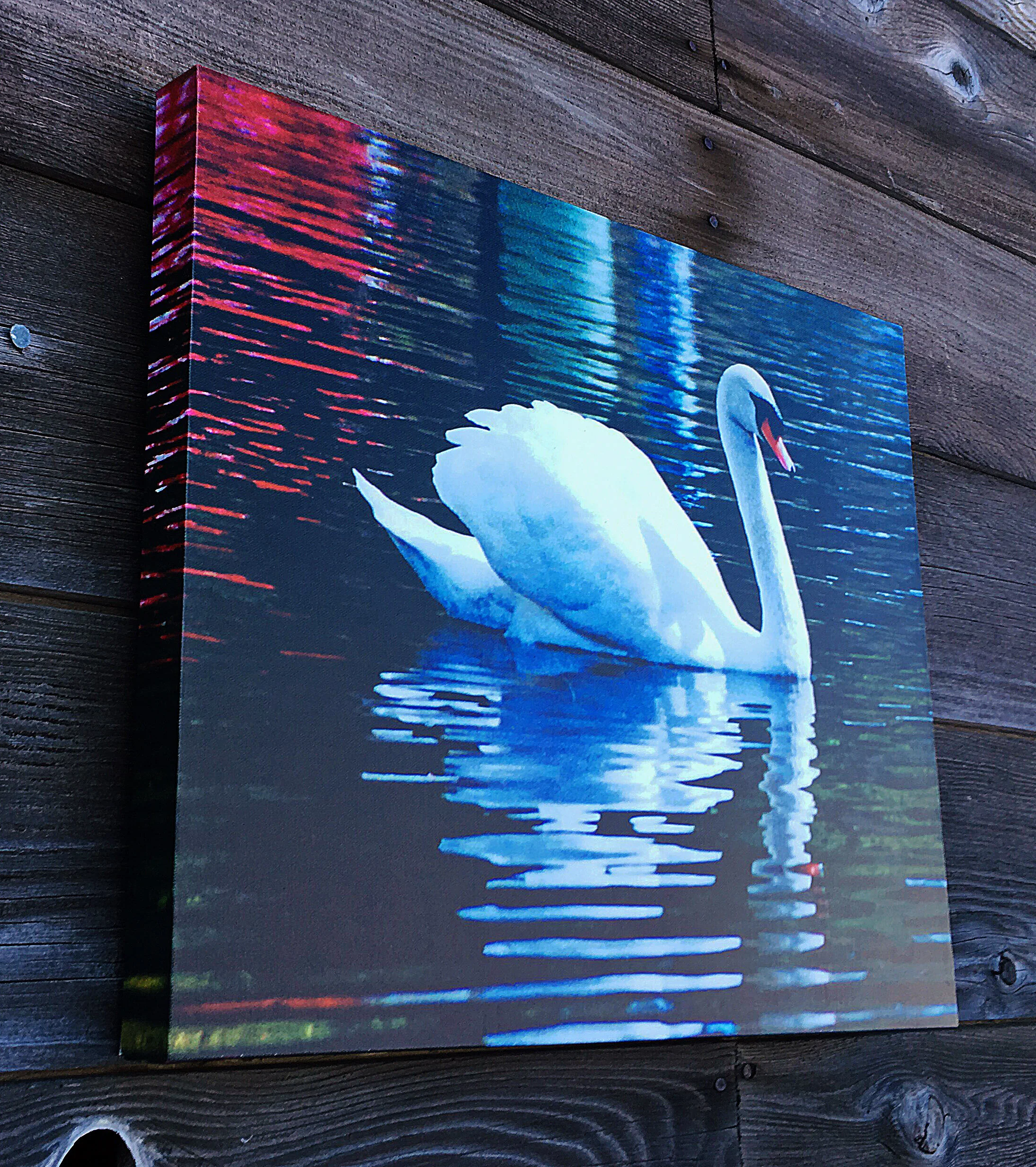 swan2.jpg