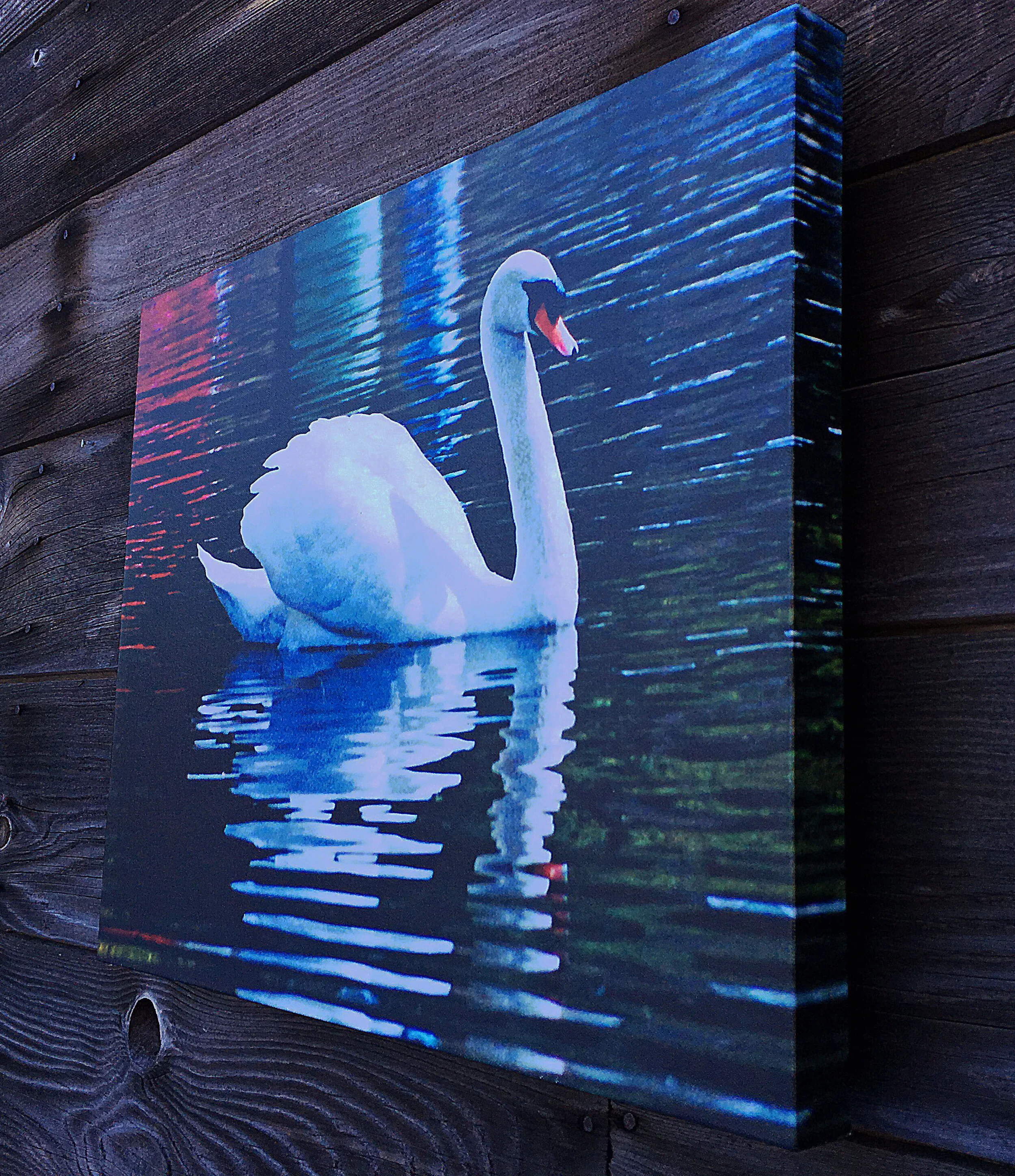swan3.jpg