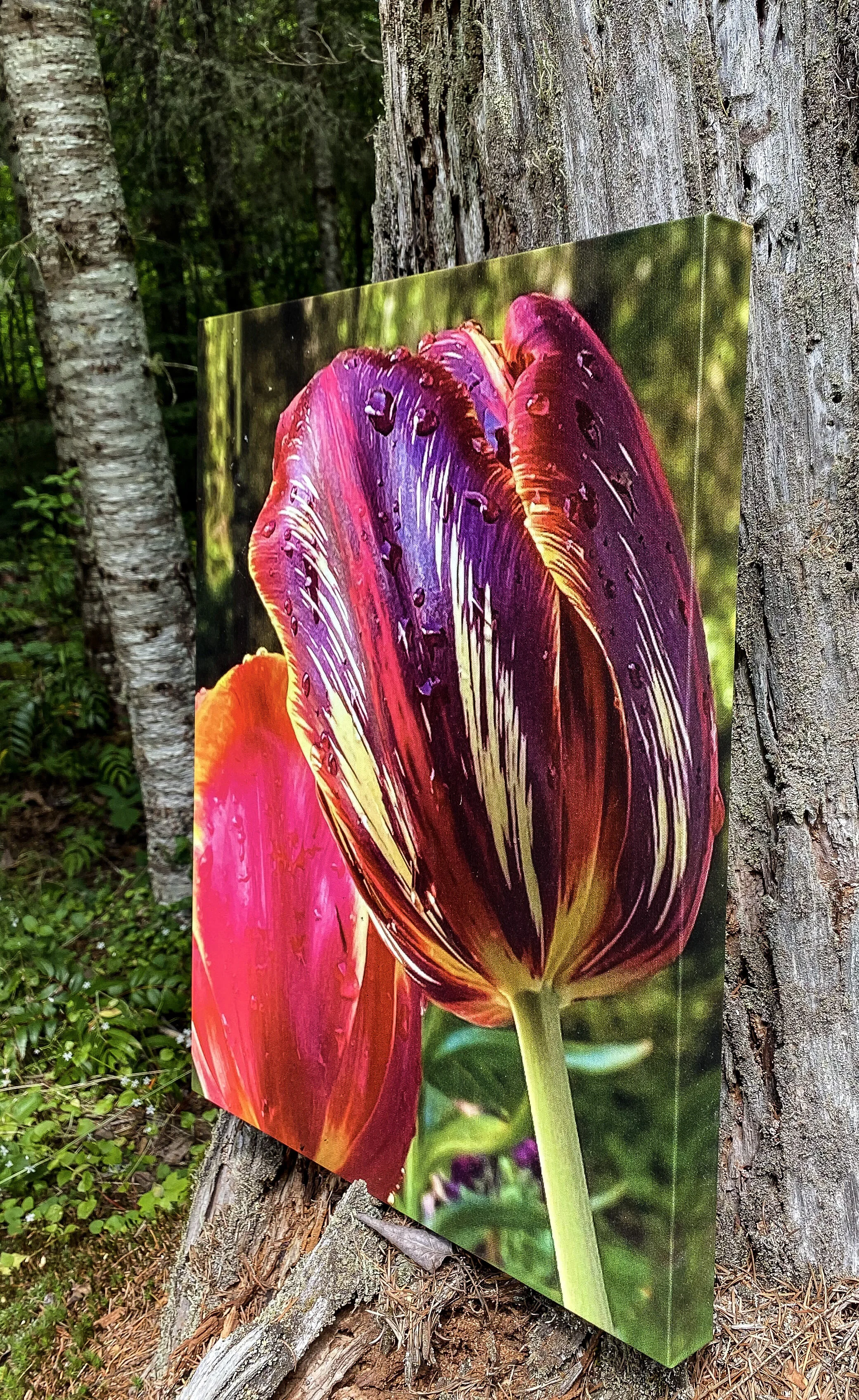 tulips2.jpg