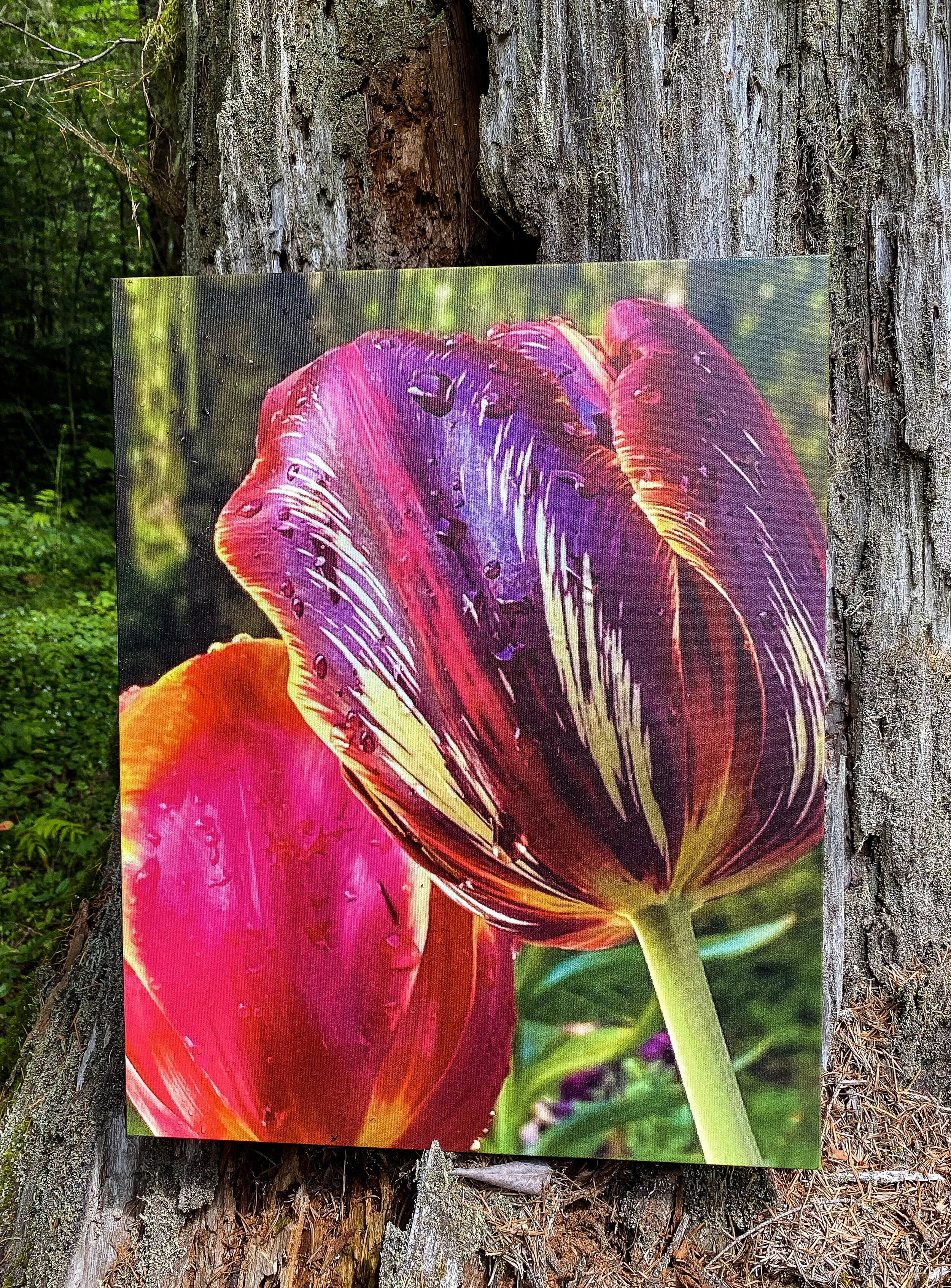 tulips.jpg