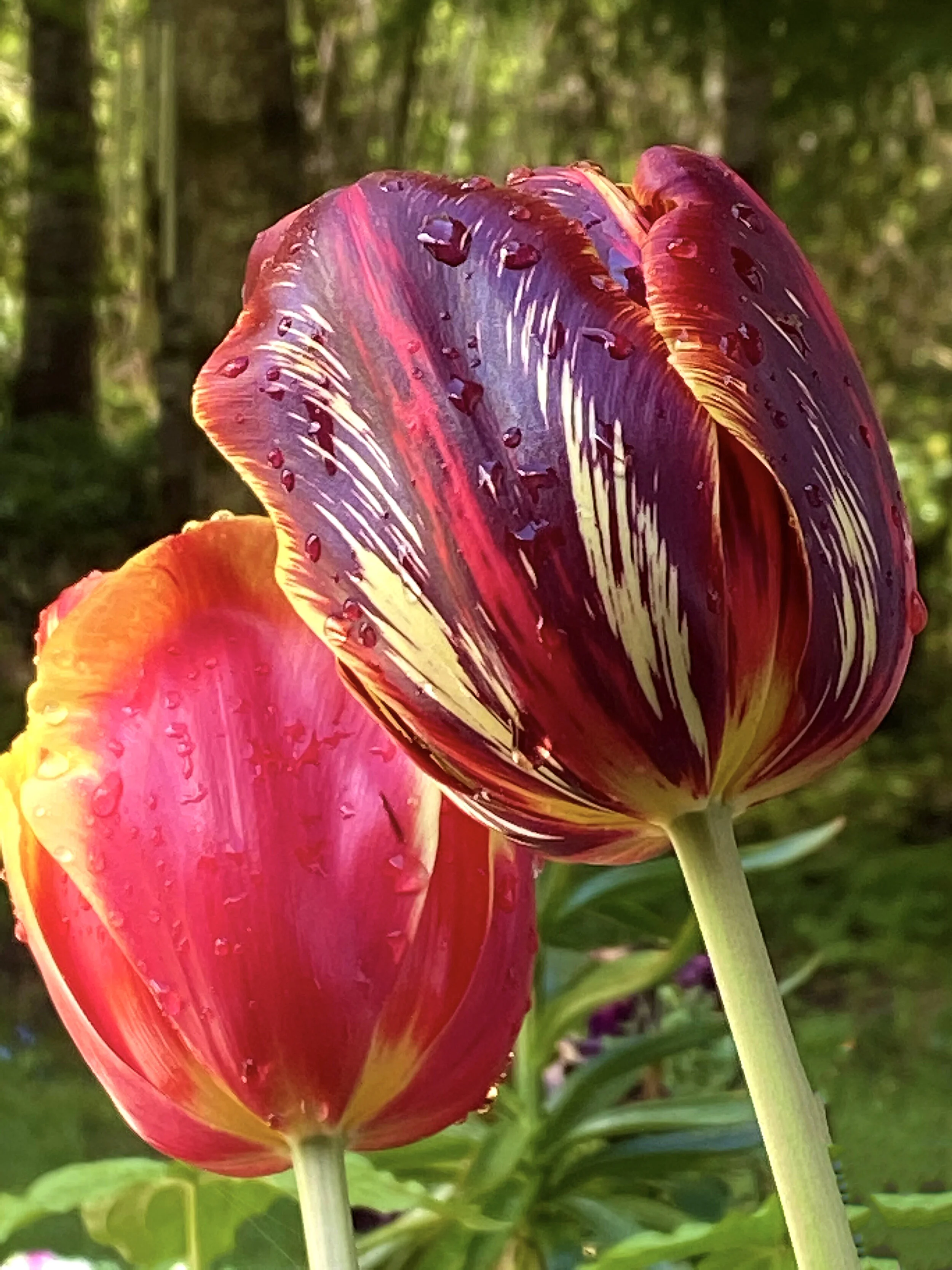FL041 Tulips.jpg