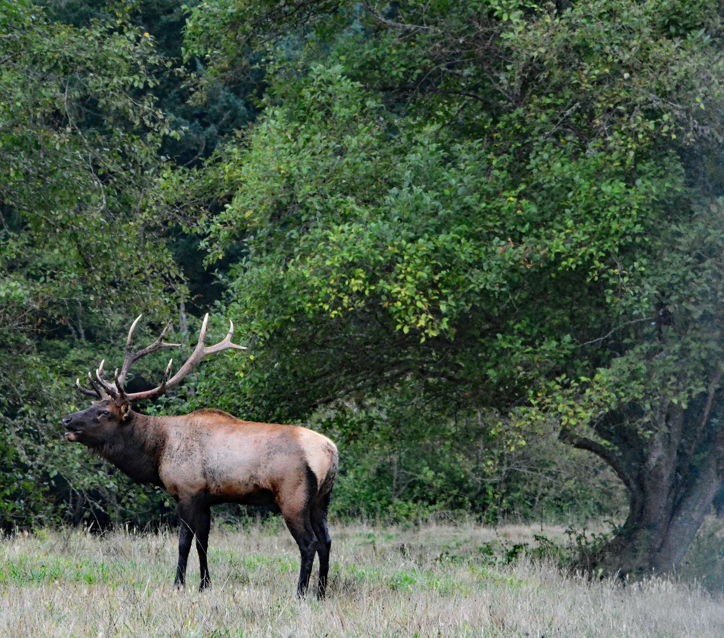 AN039 Elk.jpg
