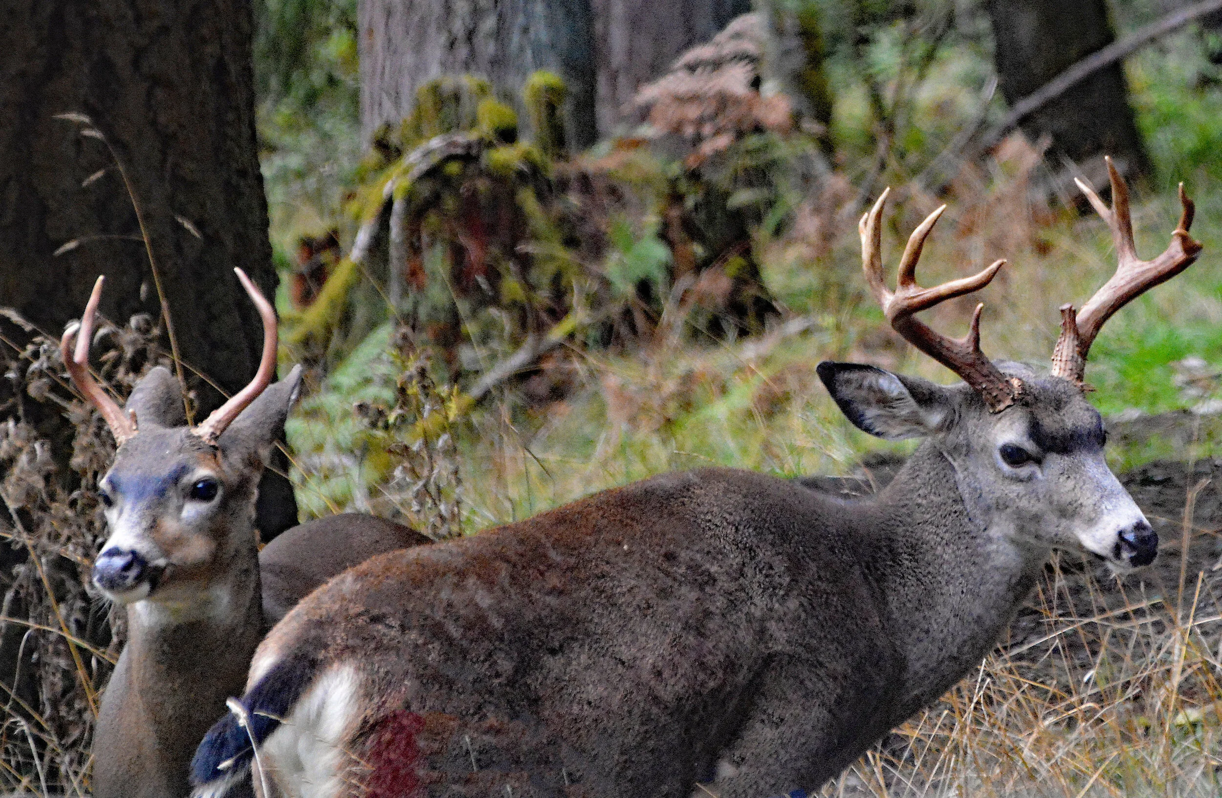 AN036 Buck.jpg