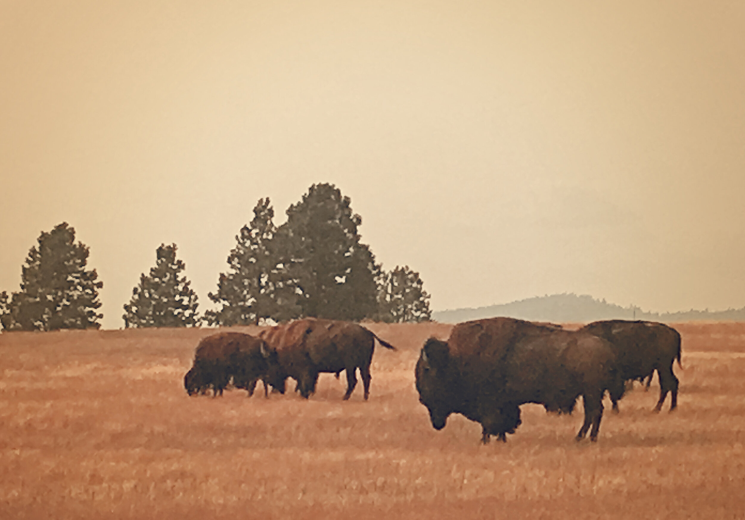 AN043 Bison.jpg