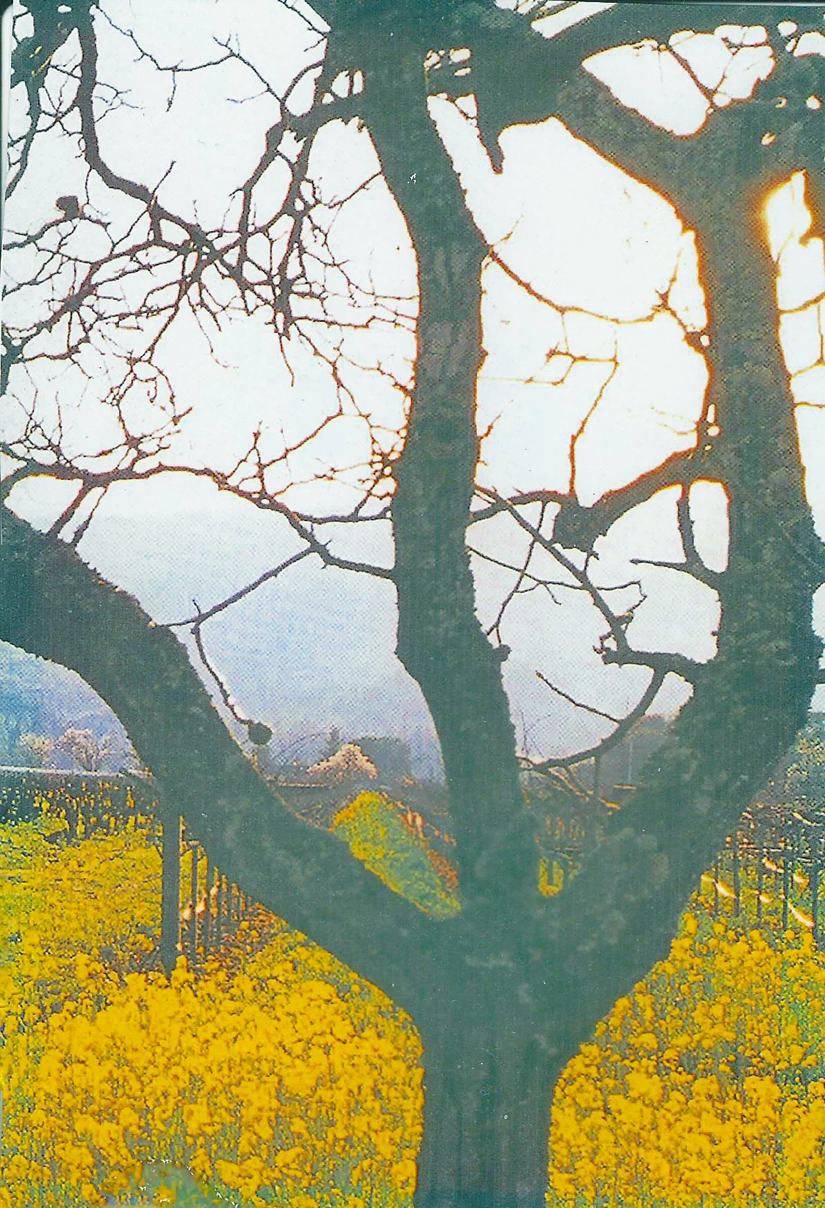 TR002 Sonoma.jpg
