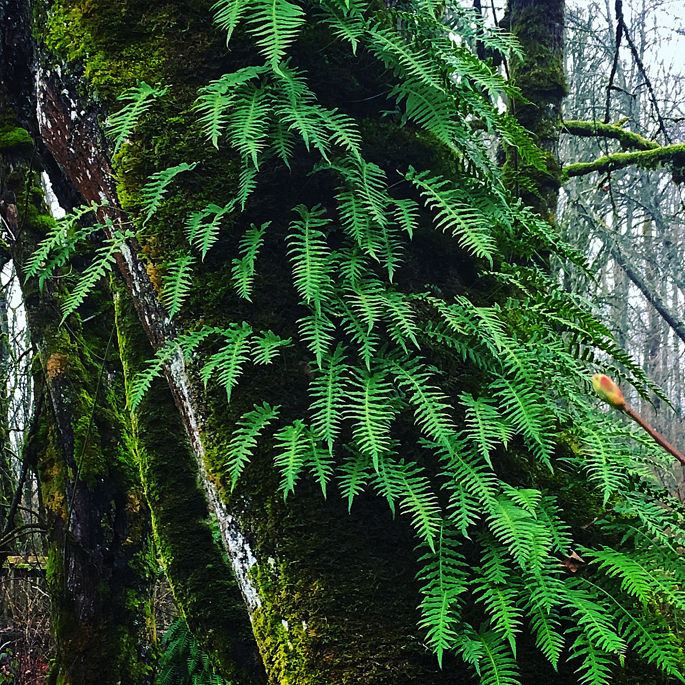 TR005 Ferns.jpg