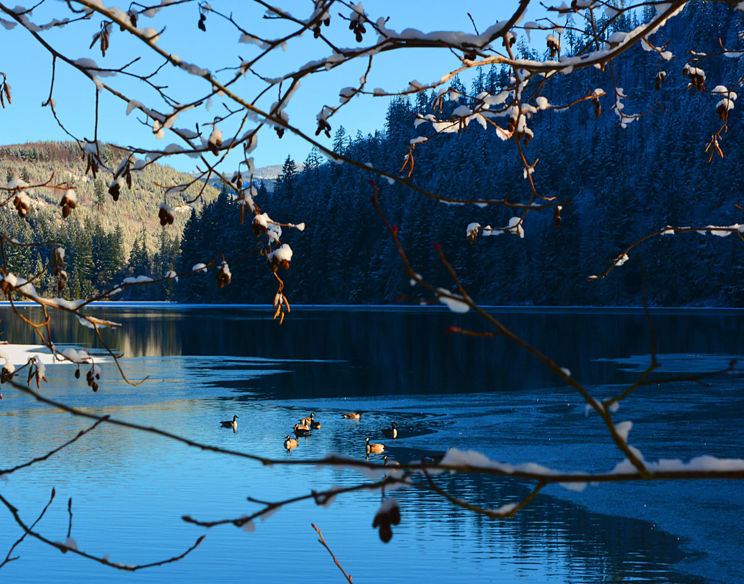 WAS036  Mineral Geese.JPG