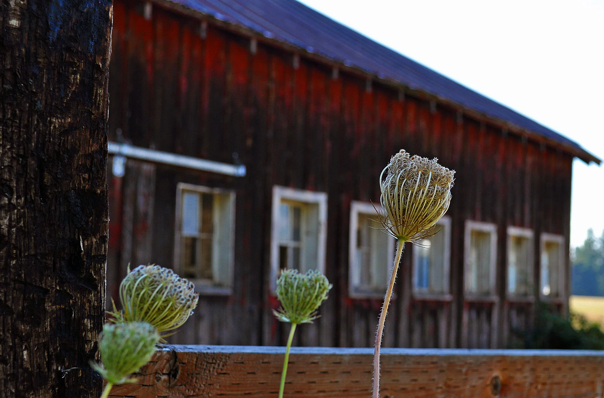BA019 Flowers.jpg