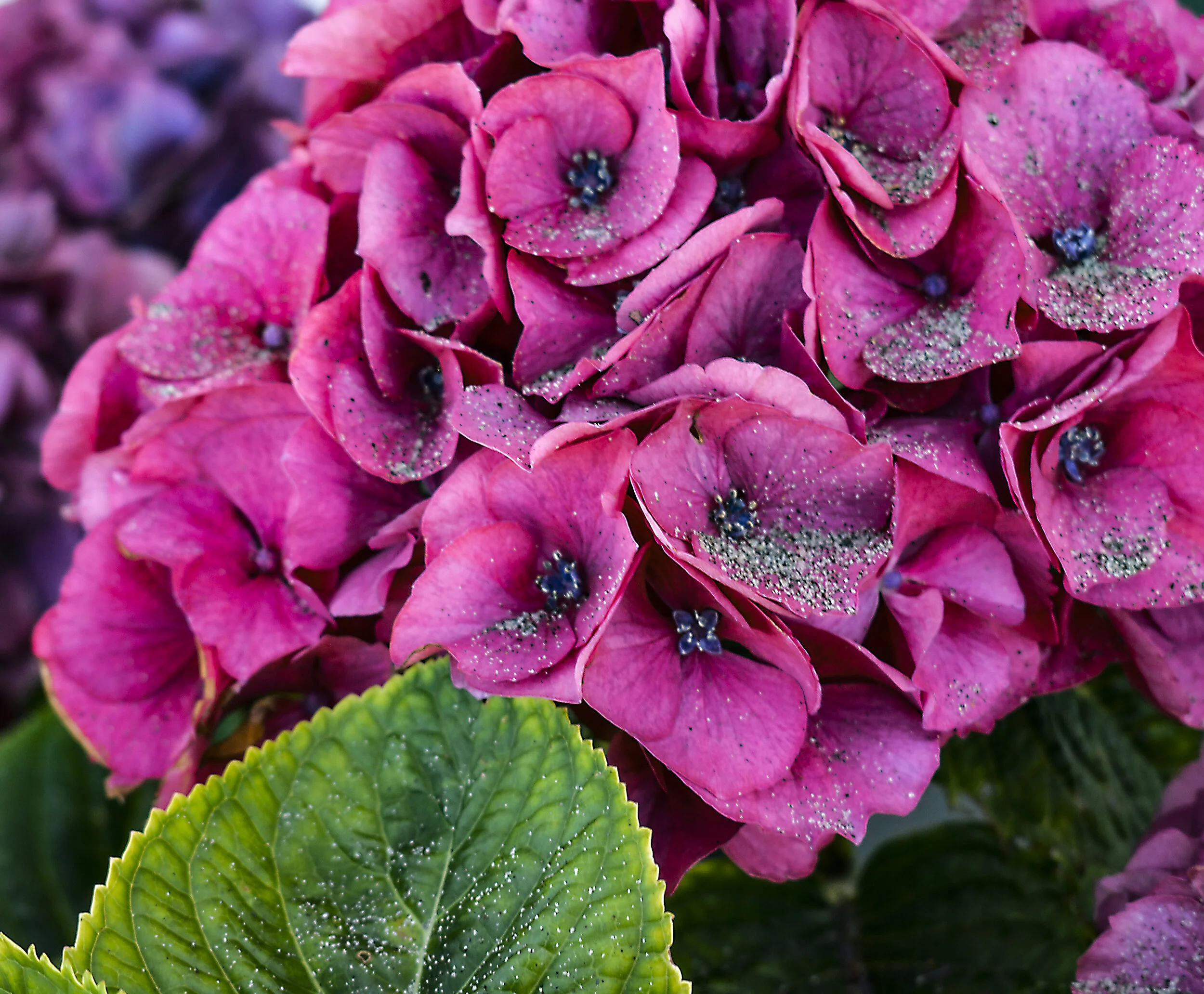 FL051 Beach Hydrangea.jpg