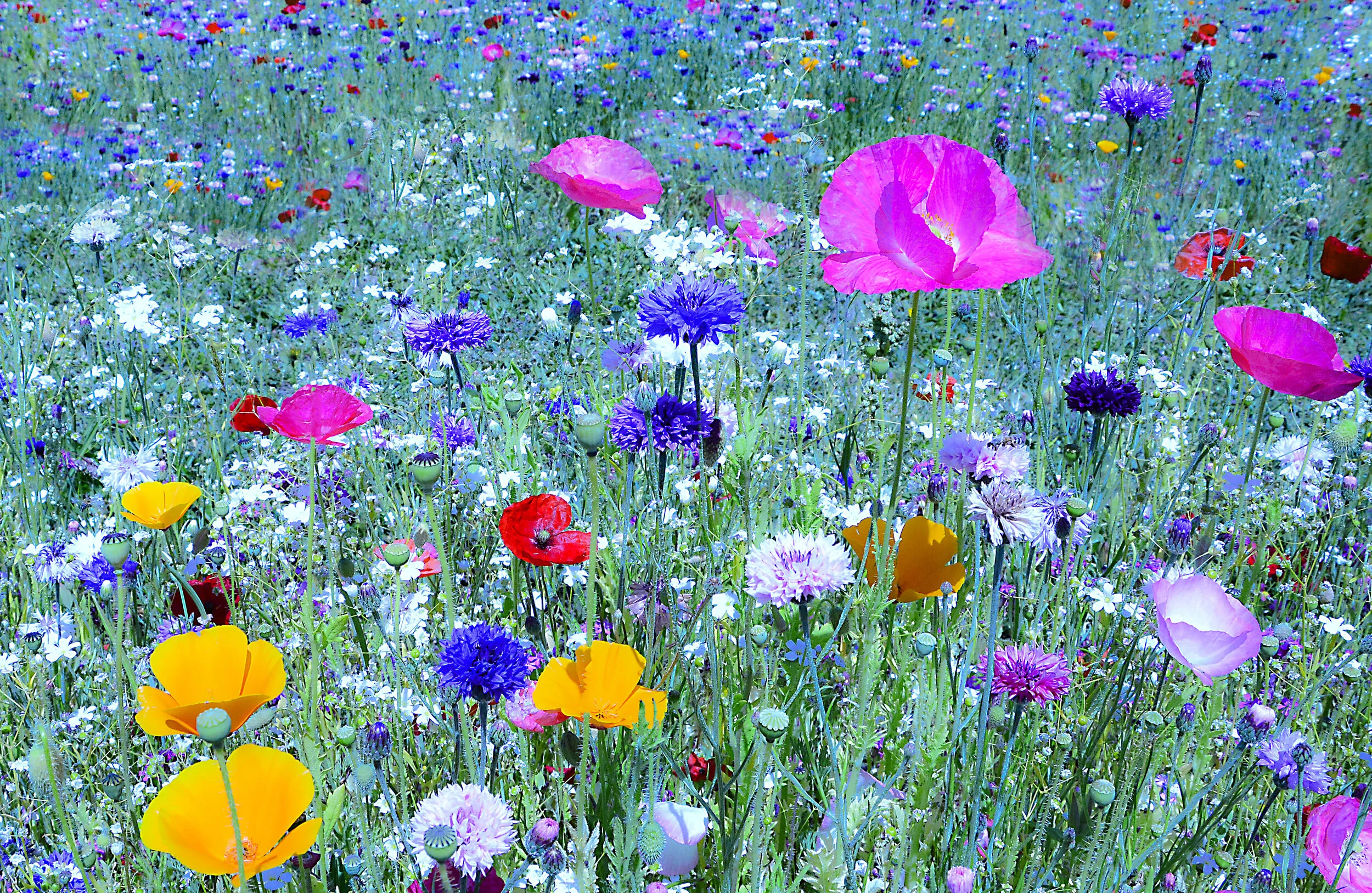 FL050 Poppy Field.jpg