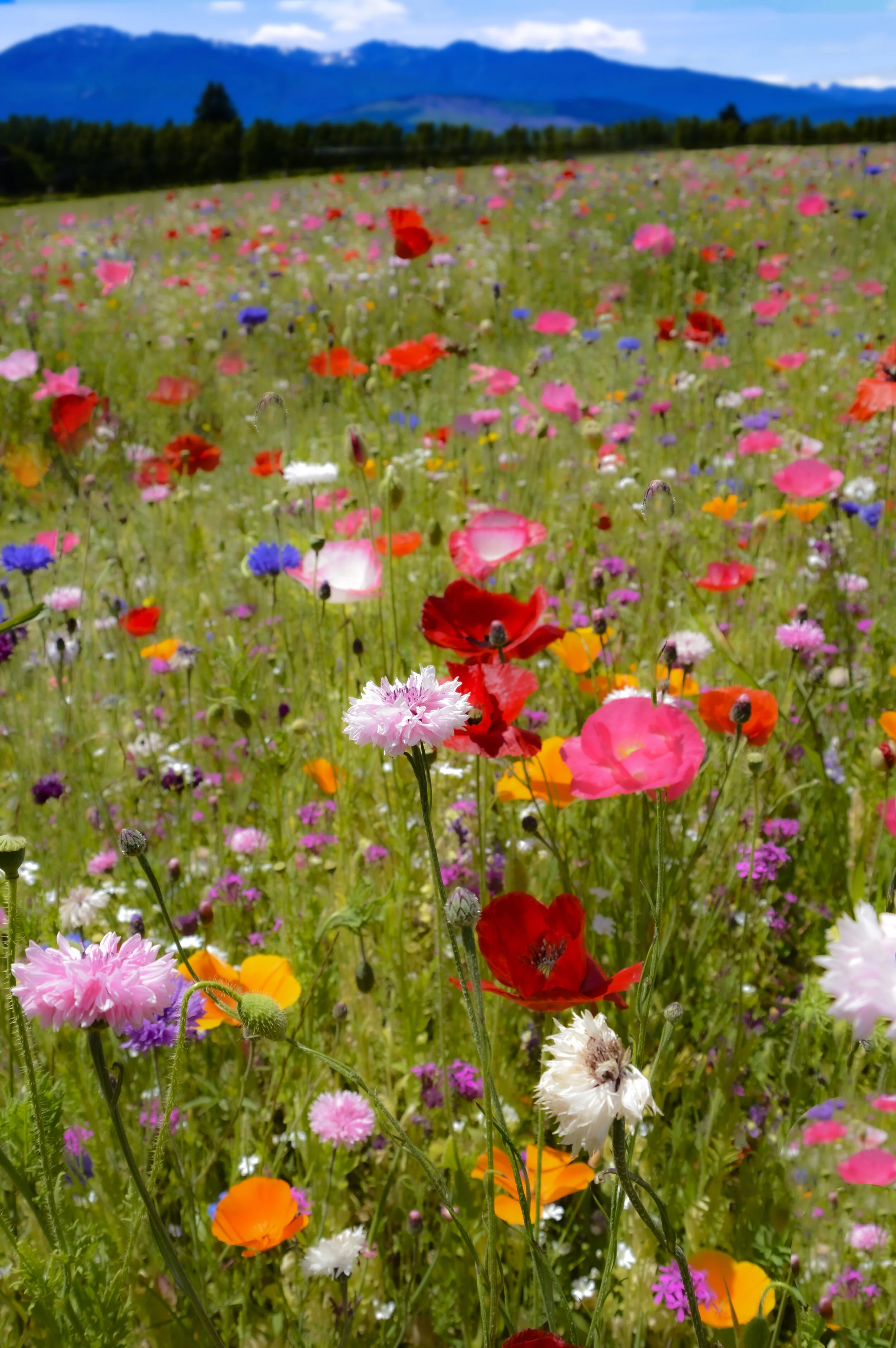 FL048 Poppies.jpg